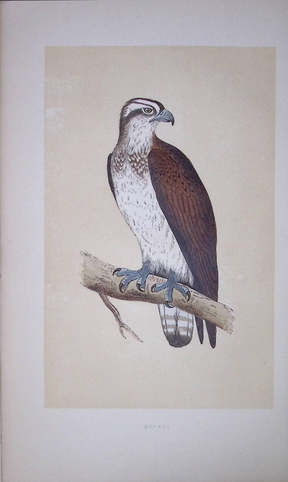 Osprey Bird- Rev Morris First Edition Antique Woodblock Engraving-6: Title: Osprey Bird- Rev Morris First Edition Antique Woodblock Engraving-6 Description: This Chromolithographic Woodblock Engraving Has Been Removed from a First Antique Edition of. Rev F O Morris A