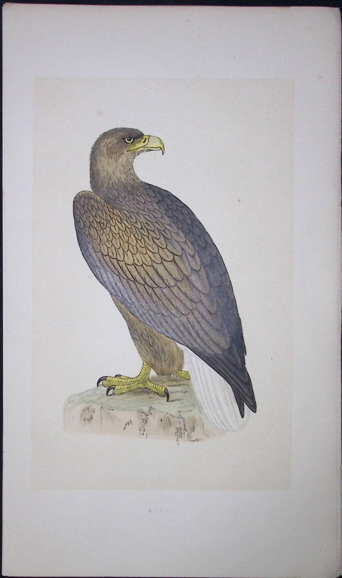 Erne Bird- Rev Morris First Edition Antique Woodblock Engraving-3: Title: Erne Bird- Rev Morris First Edition Antique Woodblock Engraving-3 Description: This Chromolithographic Woodblock Engraving Has Been Removed from a First Antique Edition of. Rev F O Morri