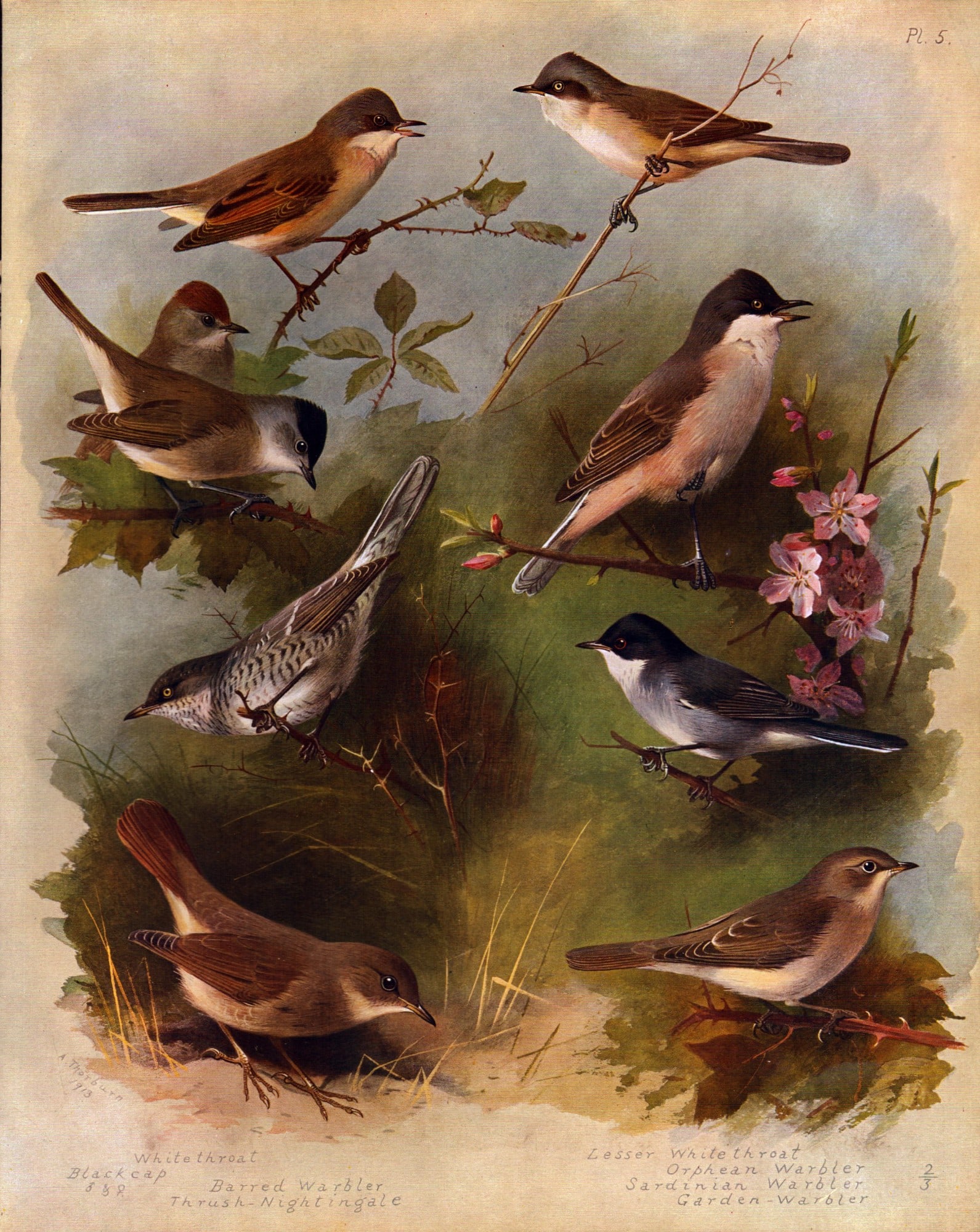 Thorburn Antique Scarce Large Bird Lithograph Garden Birds-5.: Title: Thorburn Antique Scarce Large Bird Lithograph Garden Birds-5. Description: This Antique Edition Illustration Was Removed from an Edition of. Archibald Thorburn, British Birds Longma