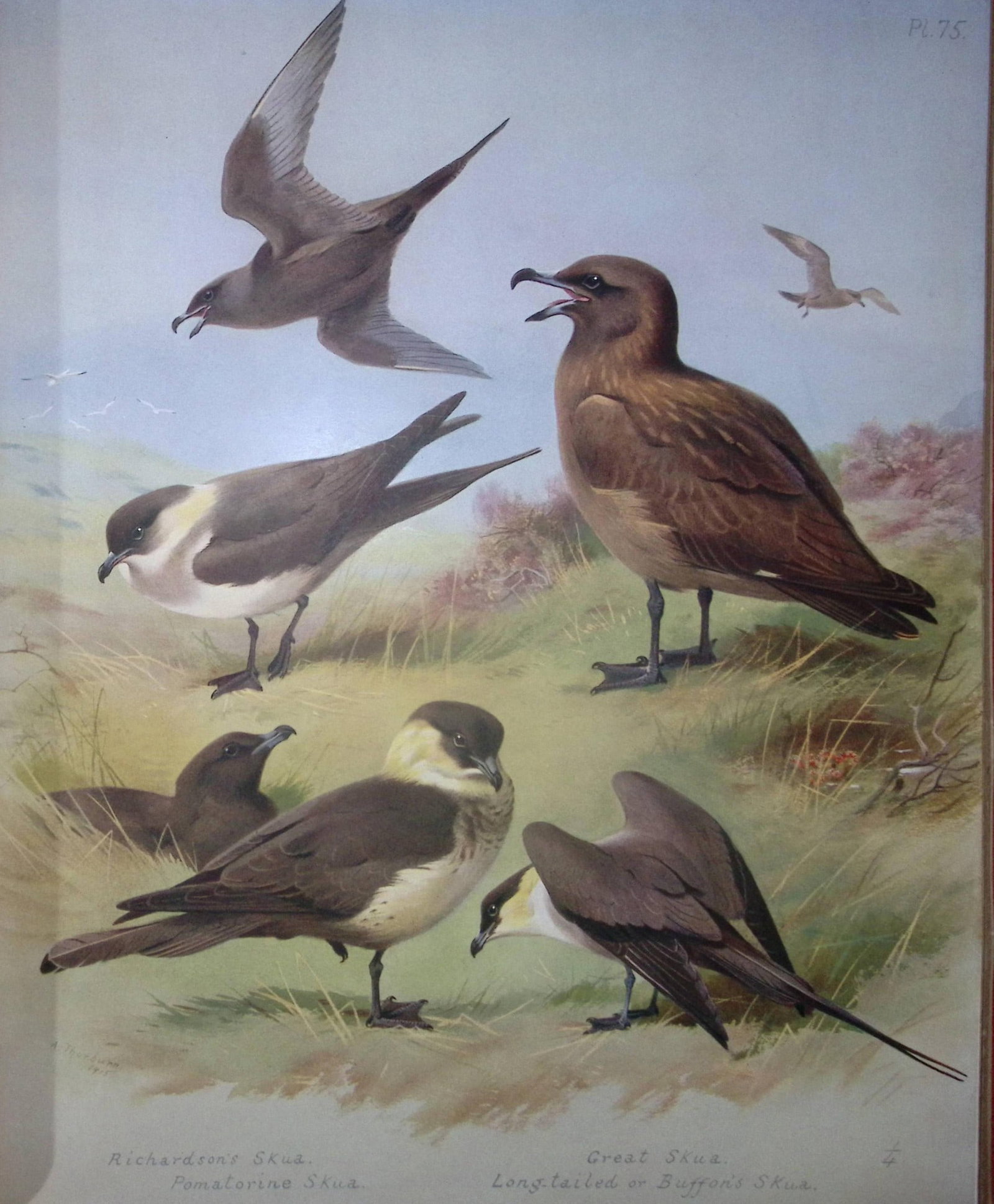 Archibald Thorburn Antique Scarce Bird Chromolithograph the Skua Family-75: Title: Archibald Thorburn Antique Scarce Bird Chromolithograph the Skua Family-75 Description: This Antique Edition Illustration Was Removed from an Edition of. Archibald Thorburn, British Birds