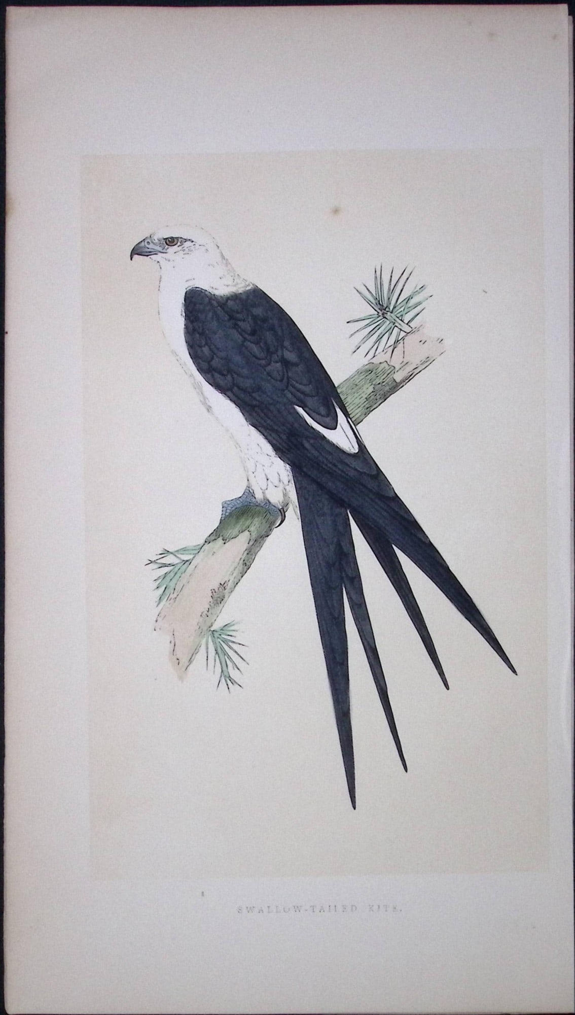 Swallow-Tailed Kite Bird- Rev Morris First Edition Antique Woodblock Engraving-11: Title: Swallow-Tailed Kite Bird- Rev Morris First Edition Antique Woodblock Engraving-11 Description: This Chromolithographic Woodblock Engraving Has Been Removed from a First Antique Edition of.