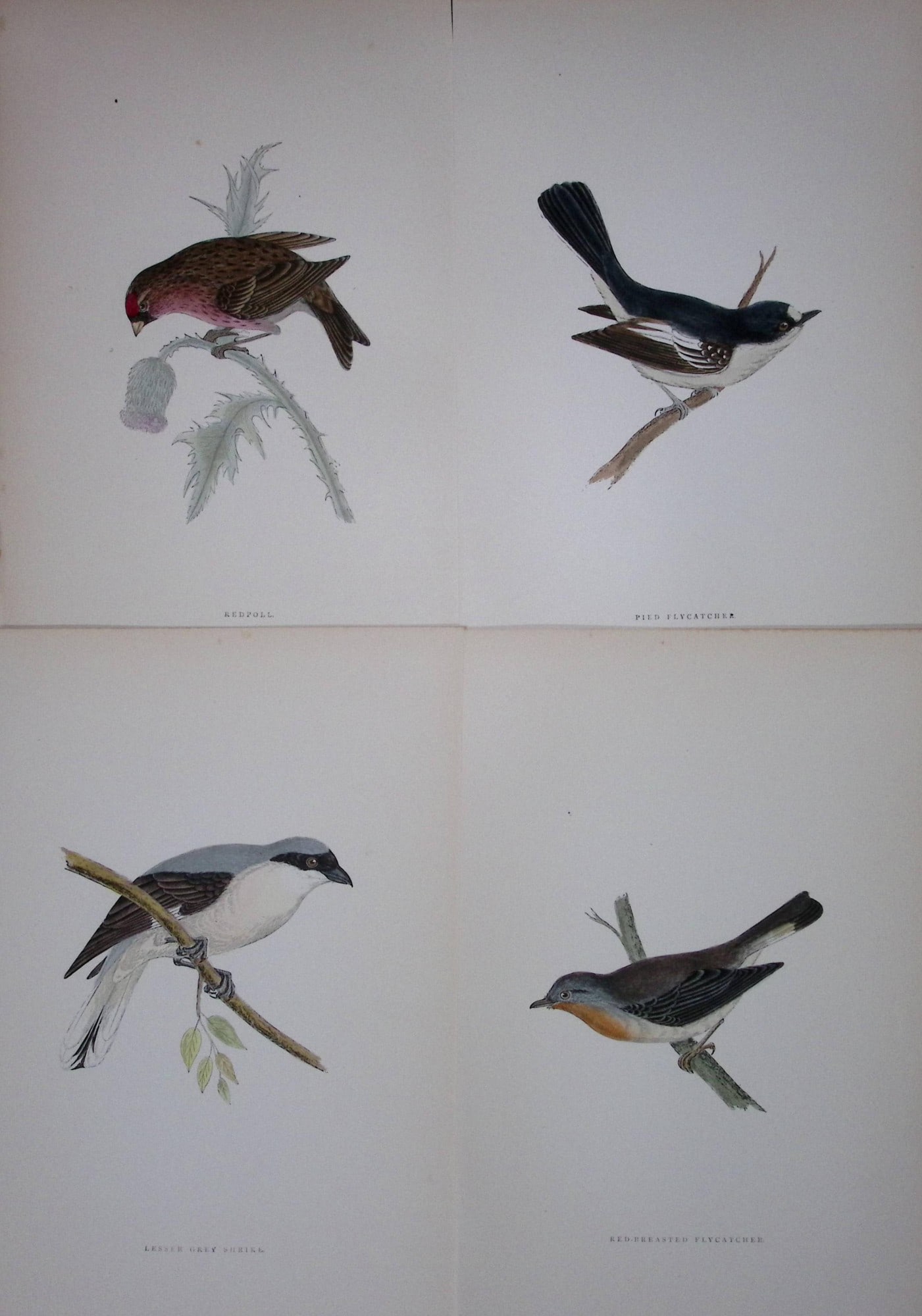 Job-Lot Rev Morris History of British Birds 130 Yrs-Old Antique Engravings-13: Title: Job-Lot Rev Morris History of British Birds 130 Yrs-Old Antique Engravings-13 Description: These 4 Chromolithographic Engraved Plates Has Been Removed from an Antique Edition of. Rev F O