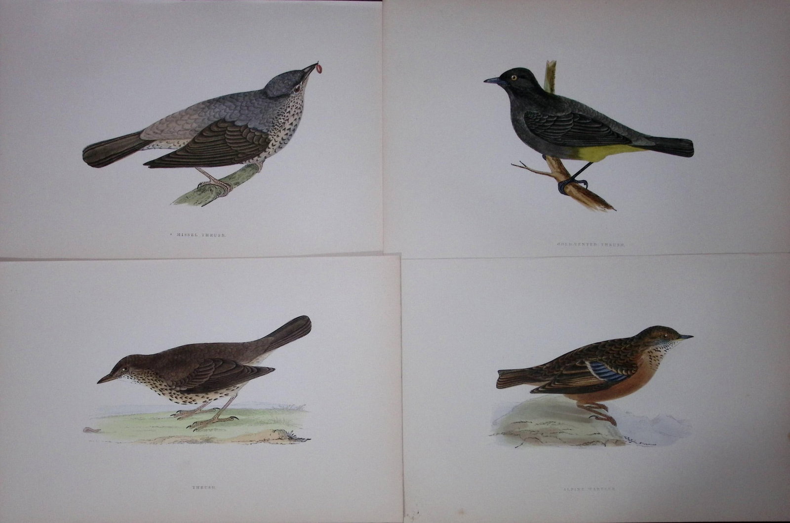 Job-Lot Rev Morris History of British Birds 130 Yrs-Old Antique Engravings-11: Title: Job-Lot Rev Morris History of British Birds 130 Yrs-Old Antique Engravings-11 Description: These 4 Chromolithographic Engraved Plates Has Been Removed from an Antique Edition of. Rev F O