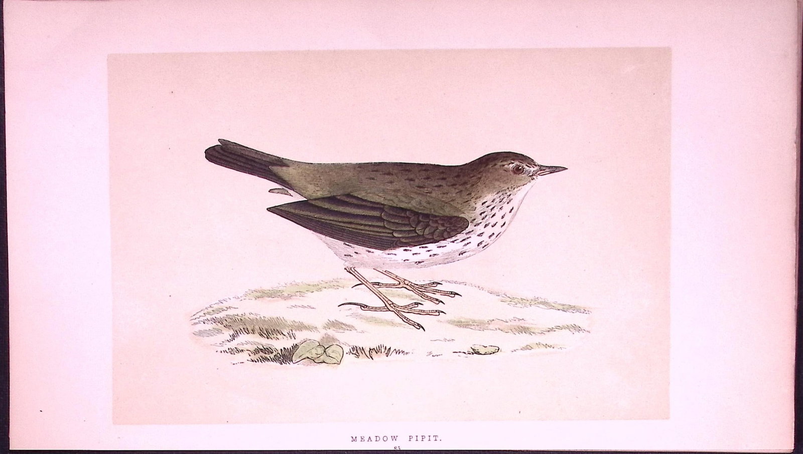 Meadow Pipit Bird- Rev Morris First Edition Antique Woodblock Engraving-138: Title: Meadow Pipit Bird- Rev Morris First Edition Antique Woodblock Engraving-138 Description: This Chromolithographic Woodblock Engraving Has Been Removed from a First Antique Edition of. Rev F O