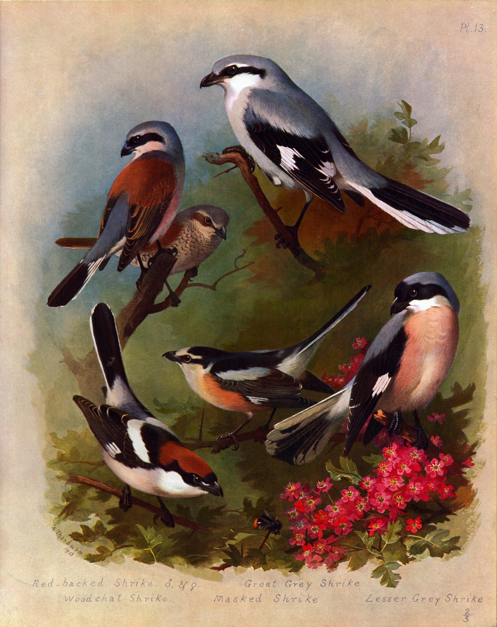 Archibald Thorburn Antique Scarce Bird Lithograph The Shrike Family-13.: Title: Archibald Thorburn Antique Scarce Bird Lithograph The Shrike Family-13. Description: This Antique Edition Illustration Was Removed from an Edition of. Archibald Thorburn, British Bi