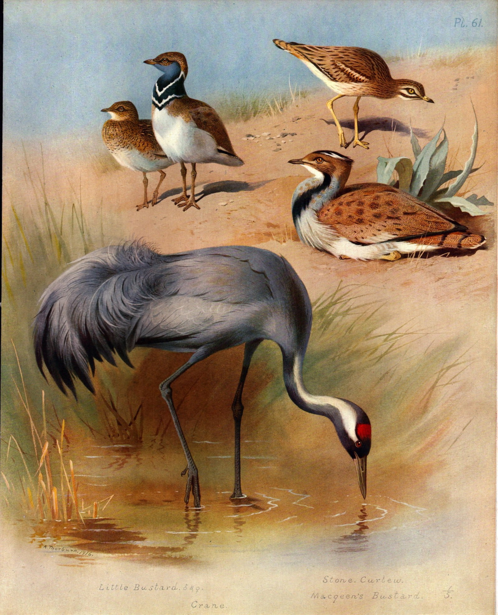 Thorburn Antique Scarce Bird Illustration Bustard, Crane, Curlew– 61.: Title: Thorburn Antique Scarce Bird Illustration Bustard, Crane, Curlew– 61. Description: This Antique Edition Illustration Was Removed from an Edition of. Archibald Thorburn, British Birds