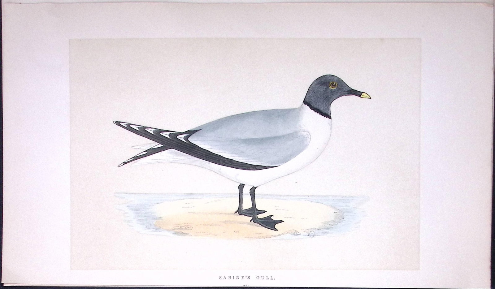 Sabine’s Gull Bird- Rev Morris First Edition Antique Woodblock Engraving-198: Title: Sabine’s Gull Bird- Rev Morris First Edition Antique Woodblock Engraving-198 Description: This Chromolithographic Woodblock Engraving Has Been Removed from a First Antique Edition of.<