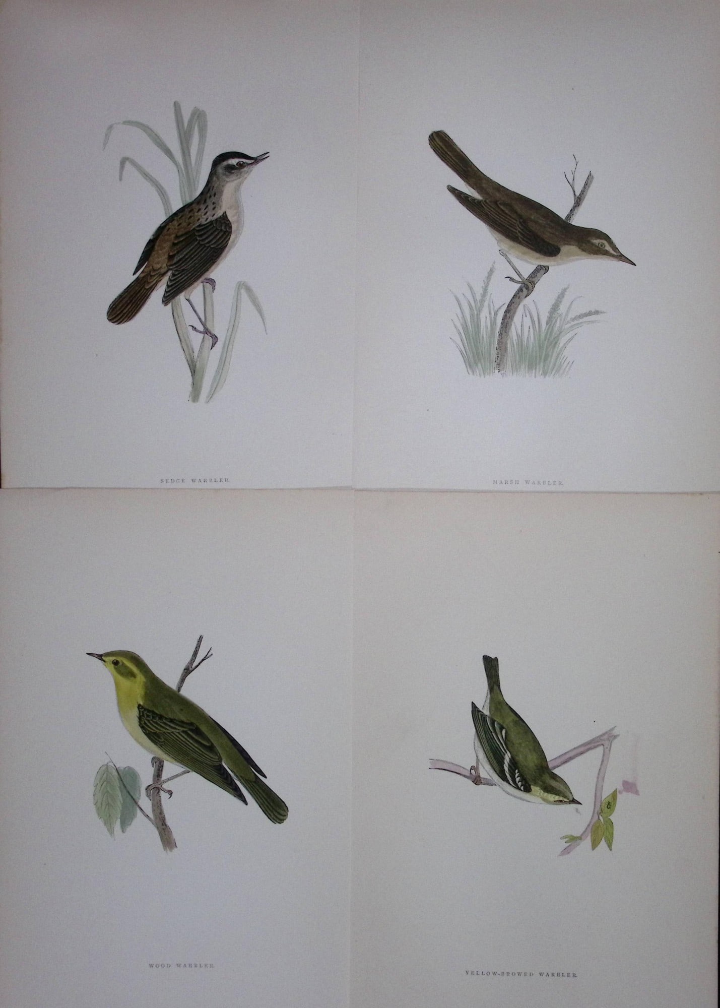 Job-Lot Rev Morris History of British Birds 130 Yrs-Old Antique Engravings-16: Title: Job-Lot Rev Morris History of British Birds 130 Yrs-Old Antique Engravings-16 Description: These 4 Chromolithographic Engraved Plates Has Been Removed from an Antique Edition of. Rev F O