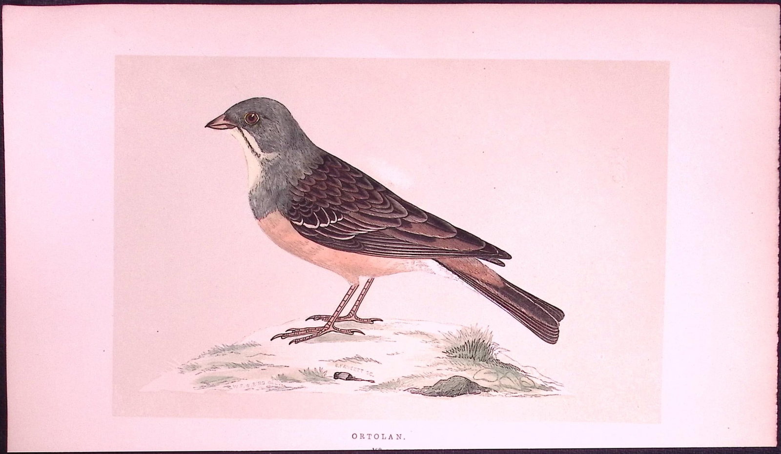 Ortolan Rev Morris First Edition Antique Woodblock Engraving-154: Title: Ortolan Rev Morris First Edition Antique Woodblock Engraving-154 Description: This Chromolithographic Woodblock Engraving Has Been Removed from a First Antique Edition of. Rev F O M