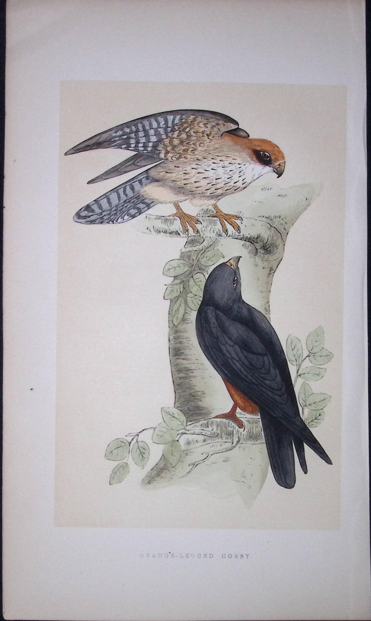 Orange-Legged Hobby Bird- Rev Morris First Edition Antique Woodblock Engraving-15: Title: Orange-Legged Hobby Bird- Rev Morris First Edition Antique Woodblock Engraving-15 Description: This Chromolithographic Woodblock Engraving Has Been Removed from a First Antique Edition of.