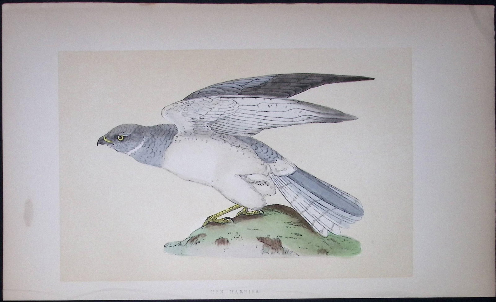 Hen Harrier Bird- Rev Morris First Edition Antique Woodblock Engraving-21: Title: Hen Harrier Bird- Rev Morris First Edition Antique Woodblock Engraving-21 Description: This Chromolithographic Woodblock Engraving Has Been Removed from a First Antique Edition of. Rev F