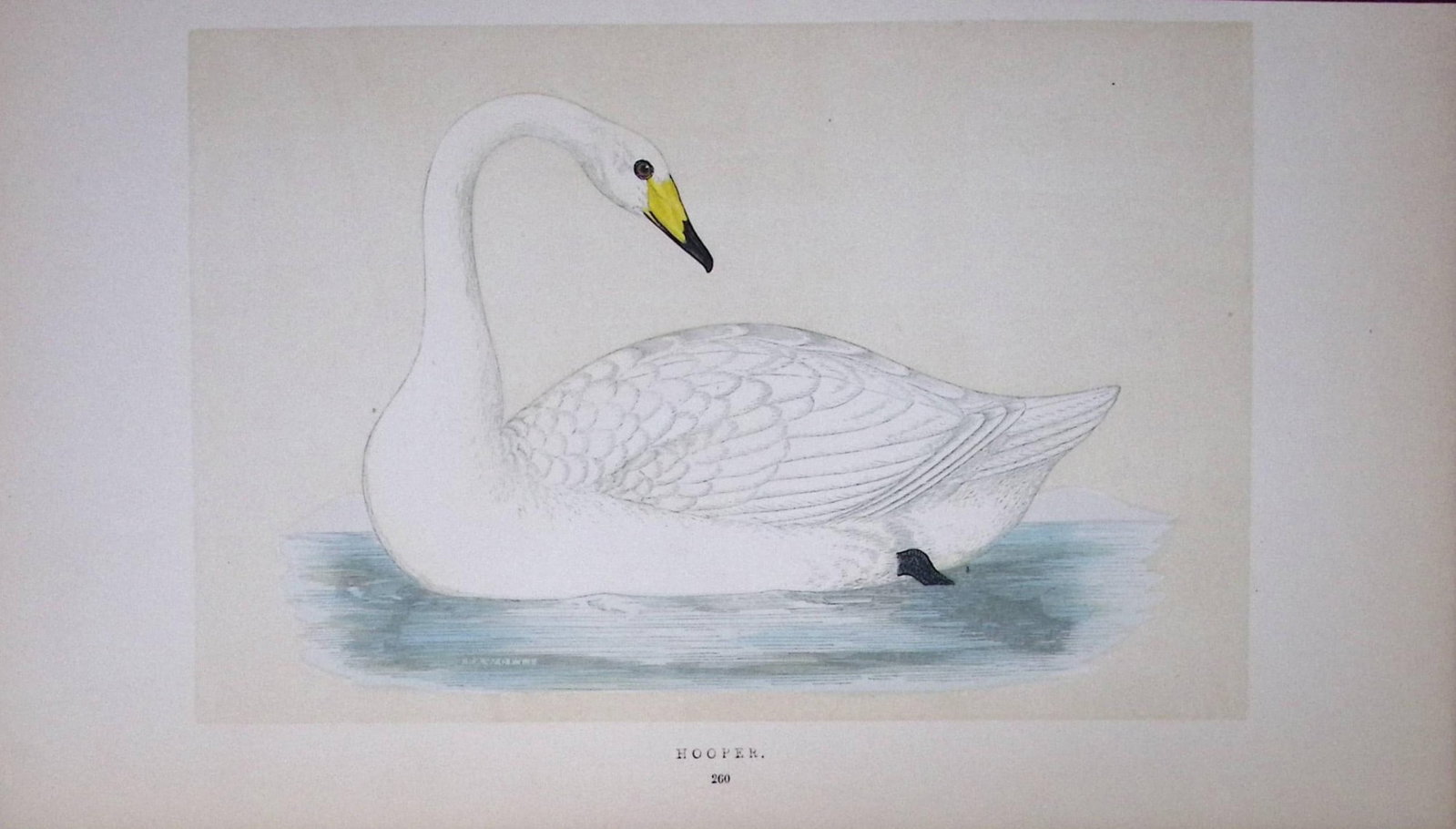 Hooper Swan Bird- Rev Morris First Edition Antique Woodblock Engraving-79: Title: Hooper Swan Bird- Rev Morris First Edition Antique Woodblock Engraving-79 Description: Hooper Swan Bird- Rev Morris First Edition Antique Woodblock Engraving-79 This Chromolithographic W