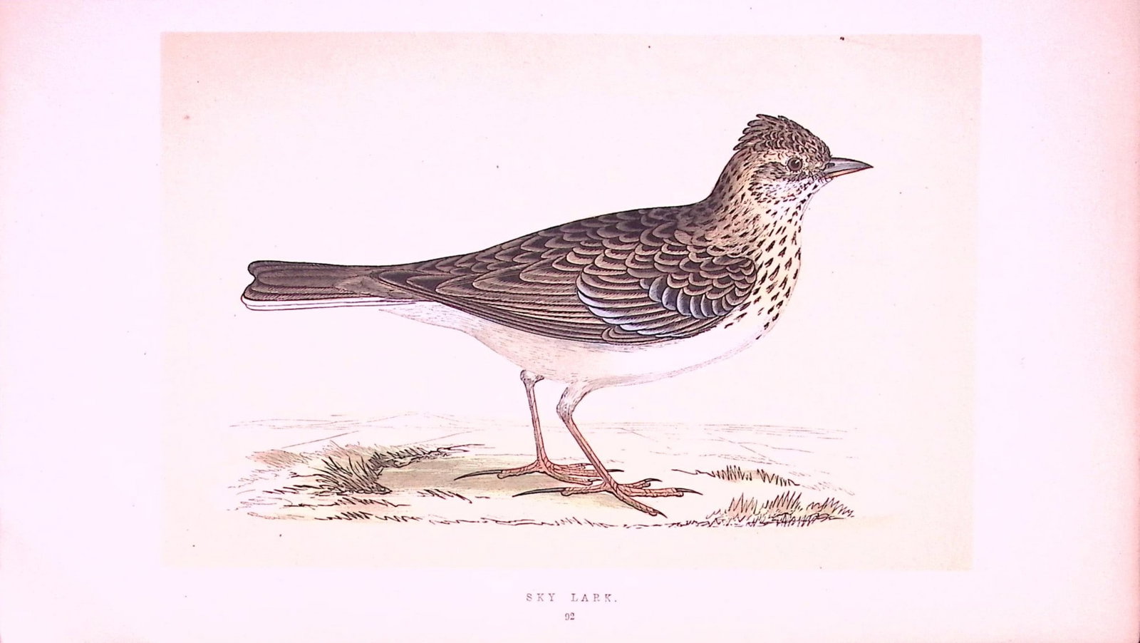 Sky Lark Rev Morris First Edition Antique Woodblock Engraving-146: Title: Sky Lark Rev Morris First Edition Antique Woodblock Engraving-146 Description: This Chromolithographic Woodblock Engraving Has Been Removed from a First Antique Edition of. Rev F O Morri