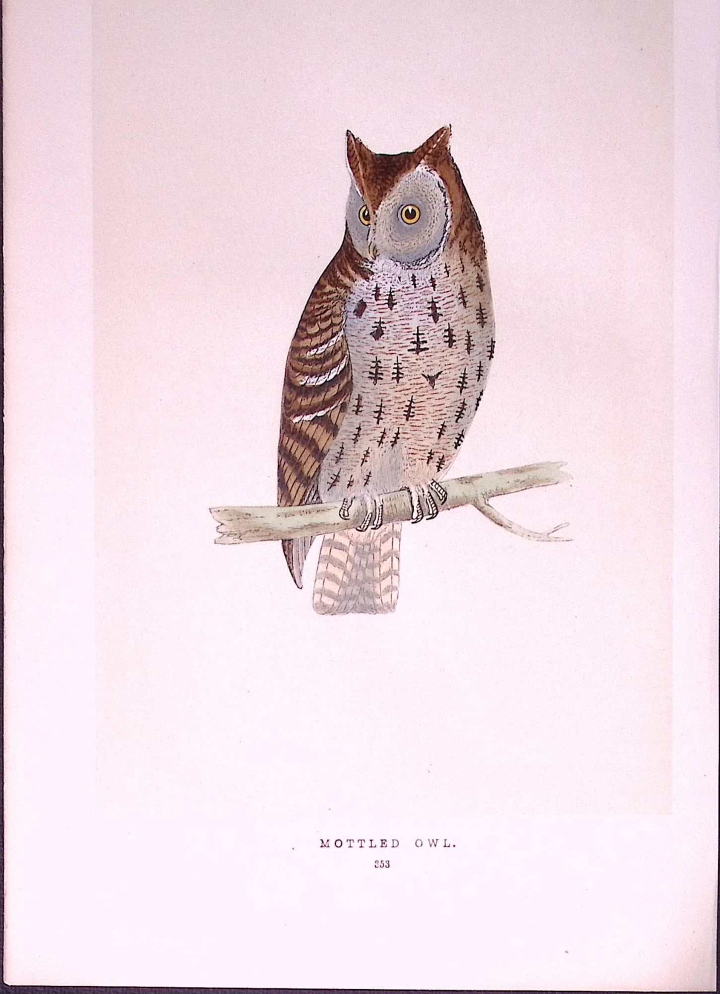 Mottled Owl Bird- Rev Morris First Edition Antique Woodblock Engraving-32a: Title: Mottled Owl Bird- Rev Morris First Edition Antique Woodblock Engraving-32a Description: This Chromolithographic Woodblock Engraving Has Been Removed from a First Antique Edition of. Rev