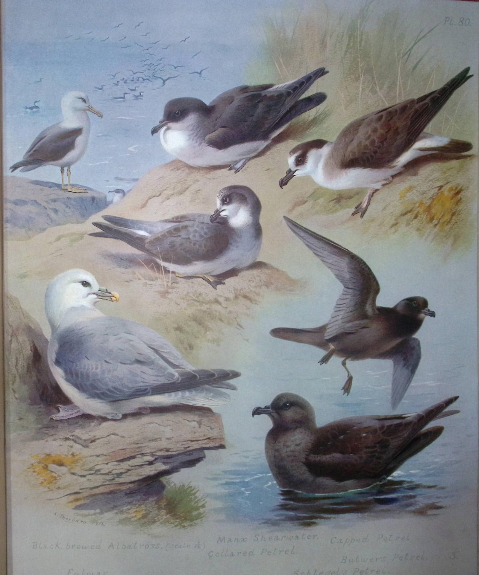 Thorburn Antique Scarce Bird Chromolithograph Albatross, Petrel, Fulmar-80: Title: Thorburn Antique Scarce Bird Chromolithograph Albatross, Petrel, Fulmar-80 Description: Archibald Thorburn, British Birds Longmans, Green and Co. London, 1916 Measures Approx 12.5&#
