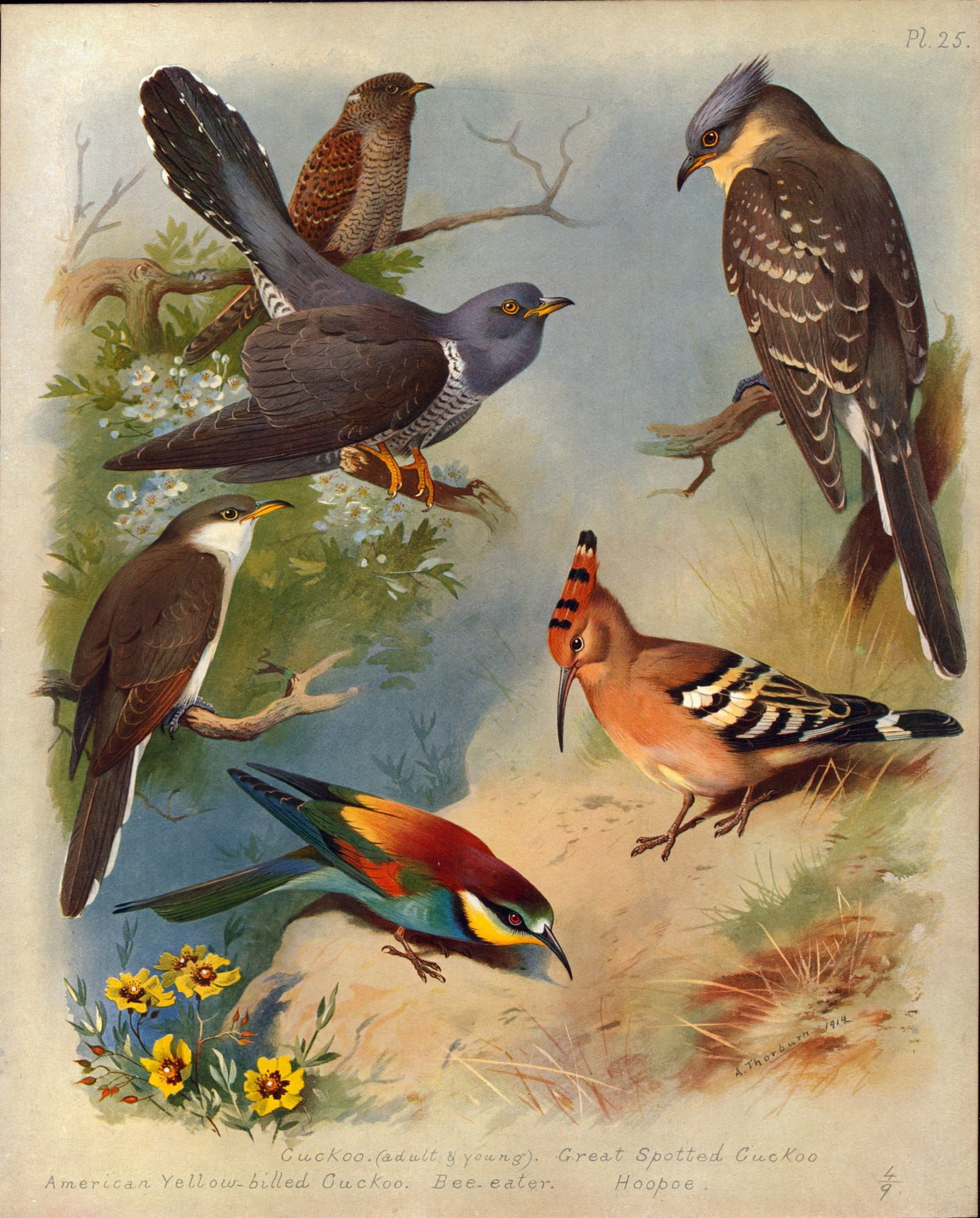 Archibald Thorburn Antique Scarce Bird Lithograph The Cuckoo-Family-25: Title: Archibald Thorburn Antique Scarce Bird Lithograph The Cuckoo-Family-25 Description: This Antique Edition Illustration Was Removed from an Edition of. Archibald Thorburn, British Bir