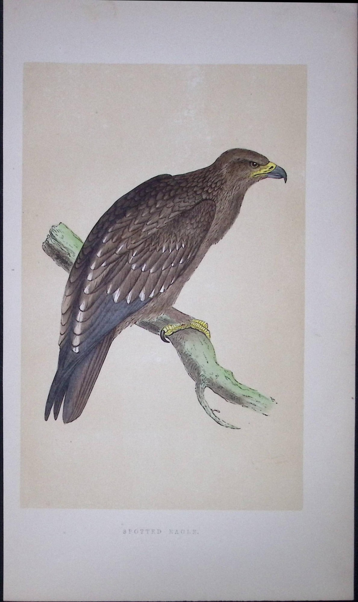 Spotted Eagle Rev Morris First Edition Antique Woodblock Engraving-5: Title: Spotted Eagle Rev Morris First Edition Antique Woodblock Engraving-5 Description: This Chromolithographic Woodblock Engraving Has Been Removed from a First Antique Edition of. Rev F O Morris A