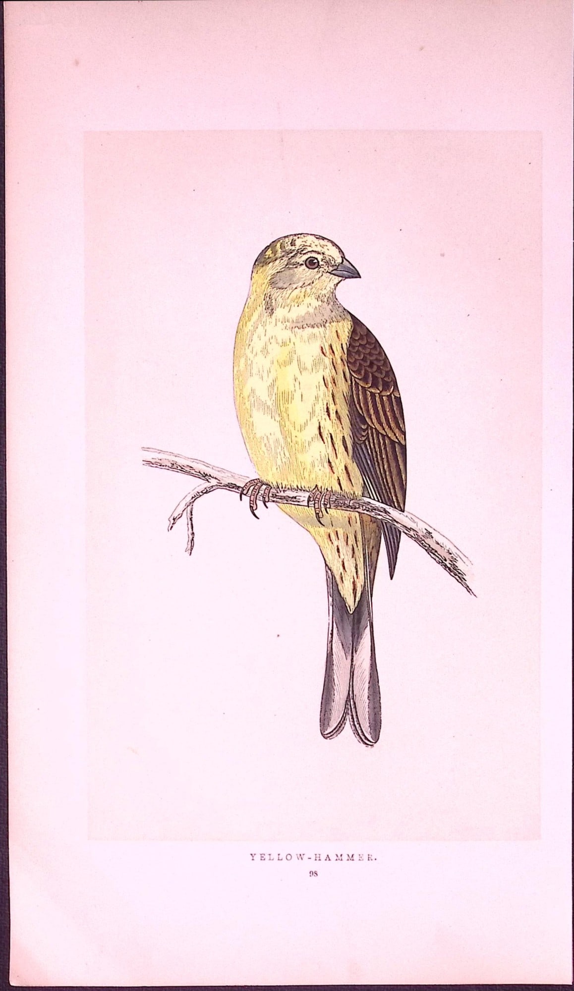 Yellow Hammer Rev Morris First Edition Antique Woodblock Engraving-152 (1 of 1)