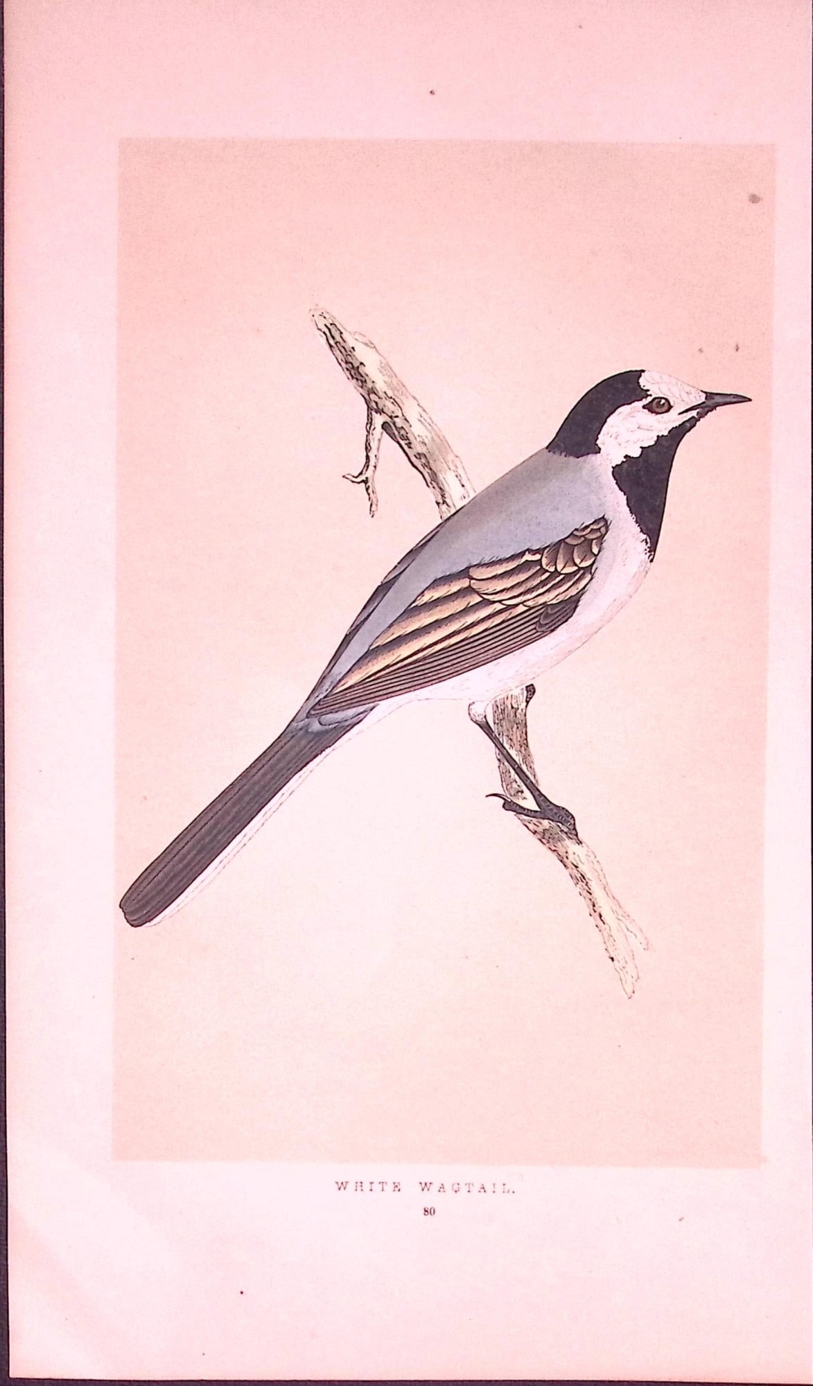 White Wagtail Bird- Rev Morris First Edition Antique Woodblock Engraving-134: Title: White Wagtail Bird- Rev Morris First Edition Antique Woodblock Engraving-134 Description: This Chromolithographic Woodblock Engraving Has Been Removed from a First Antique Edition of. Rev F O
