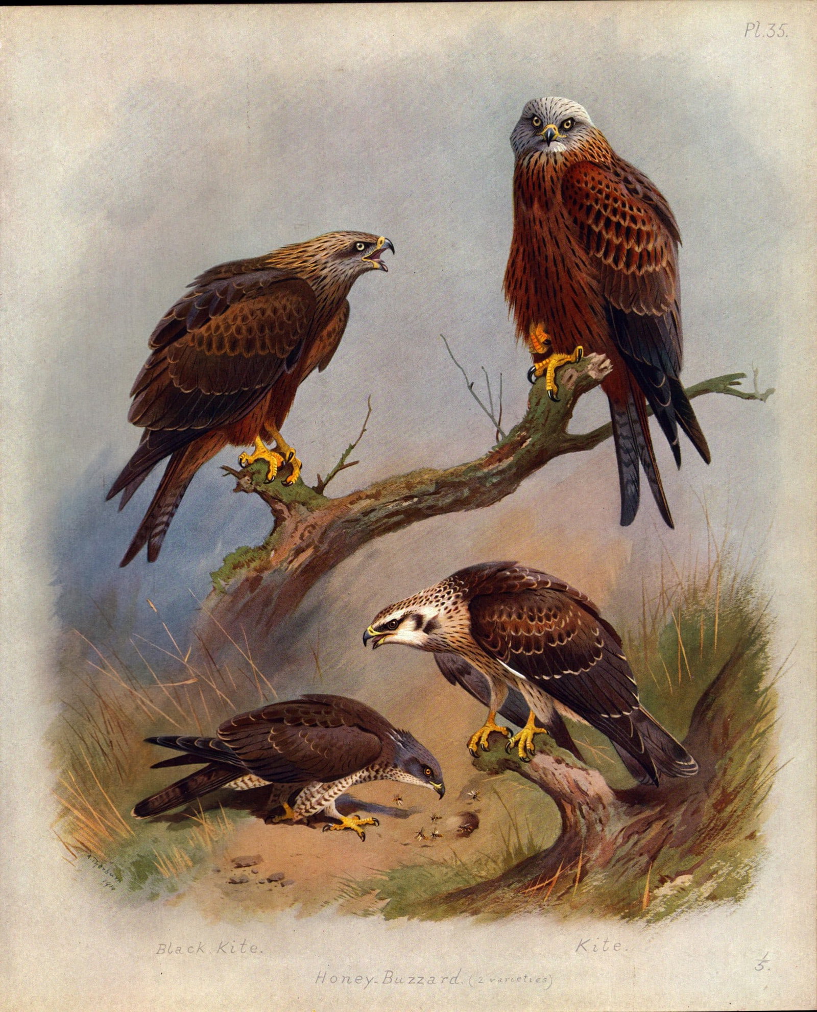 Thorburn Antique Scarce Large Coloured Bird Print Buzzard, Kite, Hawk-35: Title: Thorburn Antique Scarce Large Coloured Bird Print Buzzard, Kite, Hawk-35 Description: This Antique 2nd Edition Illustration Was Removed from an Edition of. Archibald Thornburn, Br