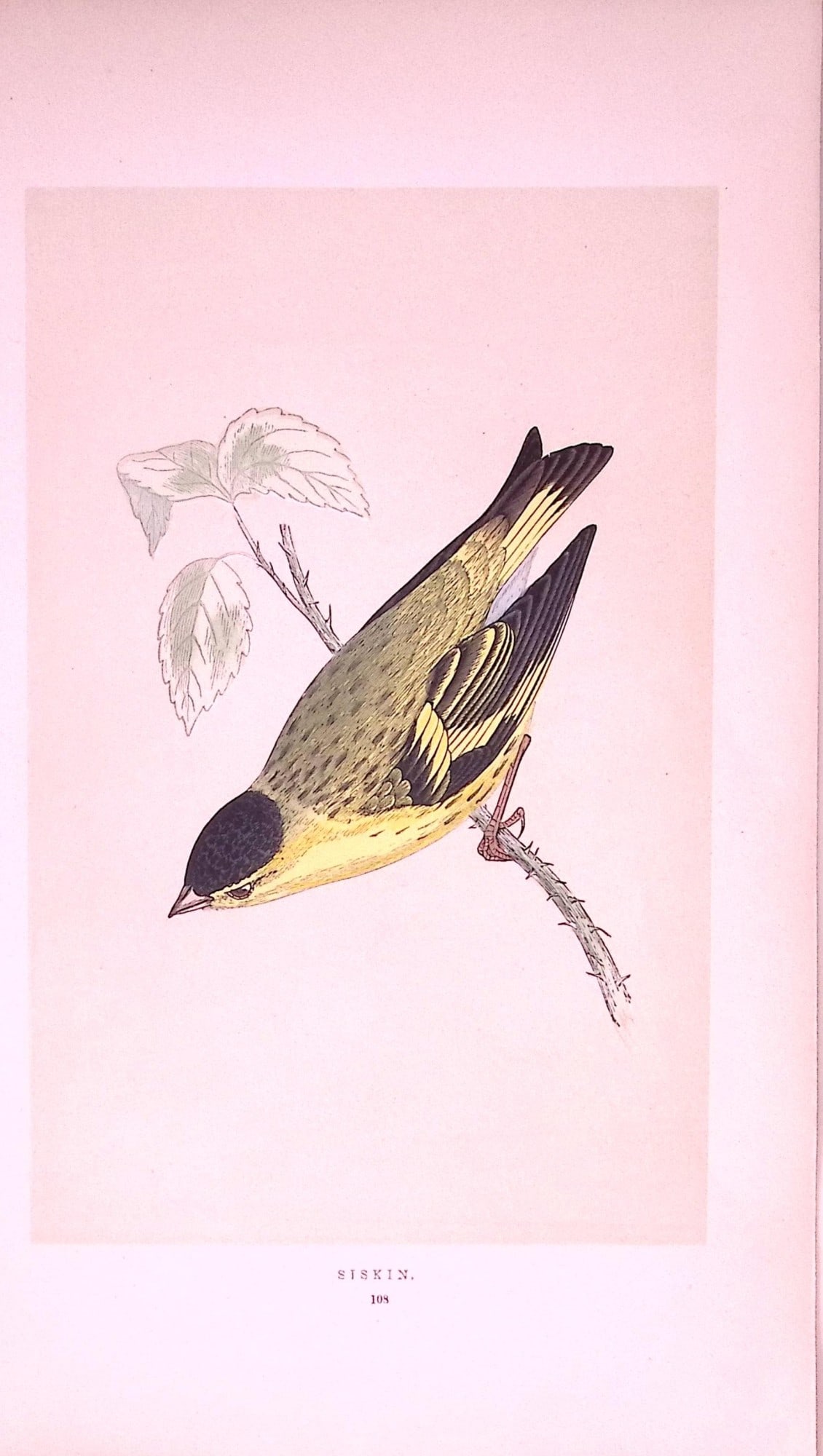 Siskin Rev Morris First Edition Antique Woodblock Engraving-162: Title: Siskin Rev Morris First Edition Antique Woodblock Engraving-162 Description: This Chromolithographic Woodblock Engraving Has Been Removed from a First Antique Edition of. Rev F O Mo