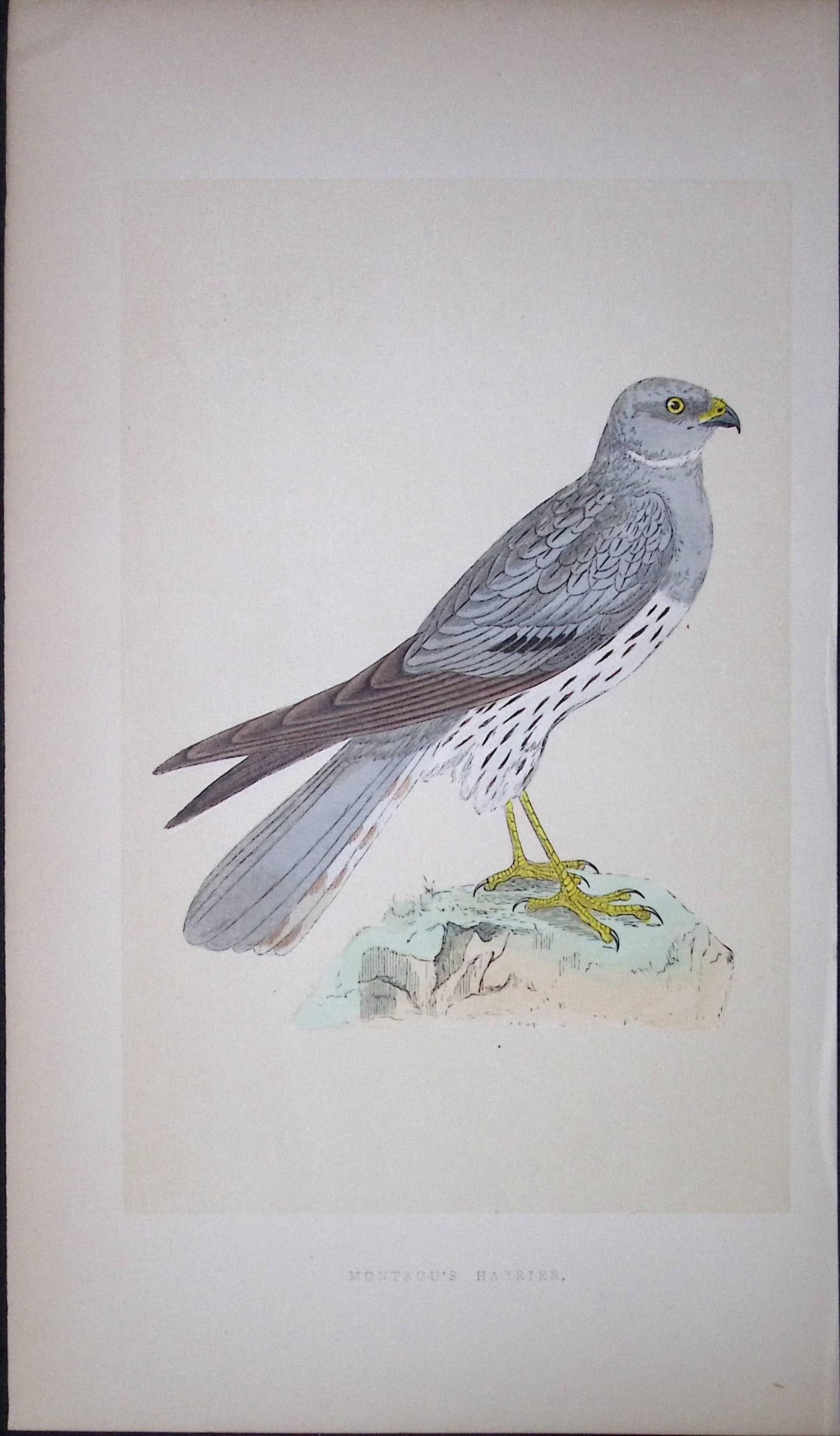 Montagu’s Harrier Bird- Rev Morris First Edition Antique Woodblock Engraving-22: Title: Montagu’s Harrier Bird- Rev Morris First Edition Antique Woodblock Engraving-22 Description: This Chromolithographic Woodblock Engraving Has Been Removed from a First Antique Edition o