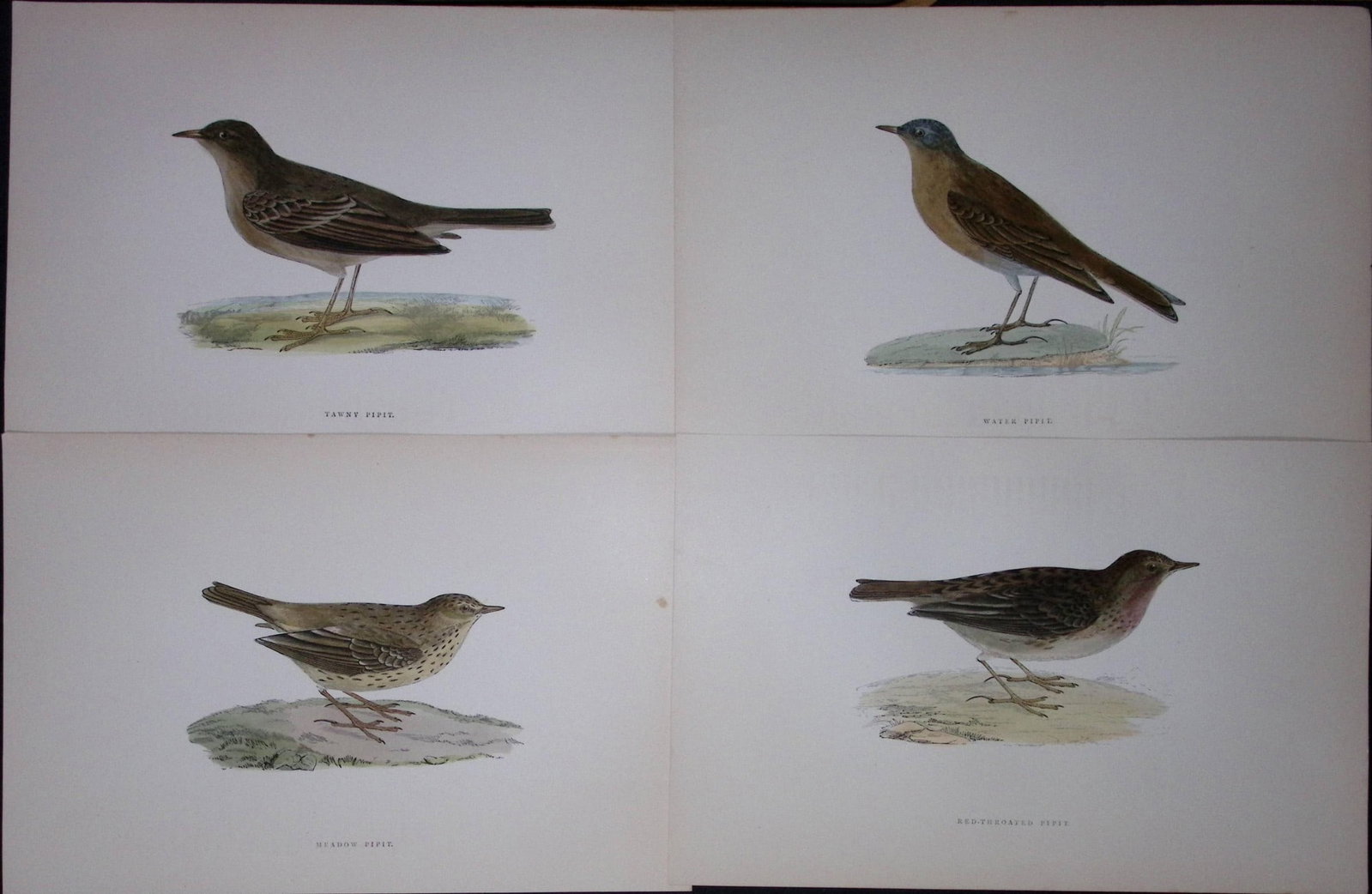 Job-Lot Rev Morris History of British Birds 130 Yrs-Old Antique Engravings-5: Title: Job-Lot Rev Morris History of British Birds 130 Yrs-Old Antique Engravings-5 Description: These 4 Chromolithographic Engraved Plates Has Been Removed from an Antique Edition of. Rev F O