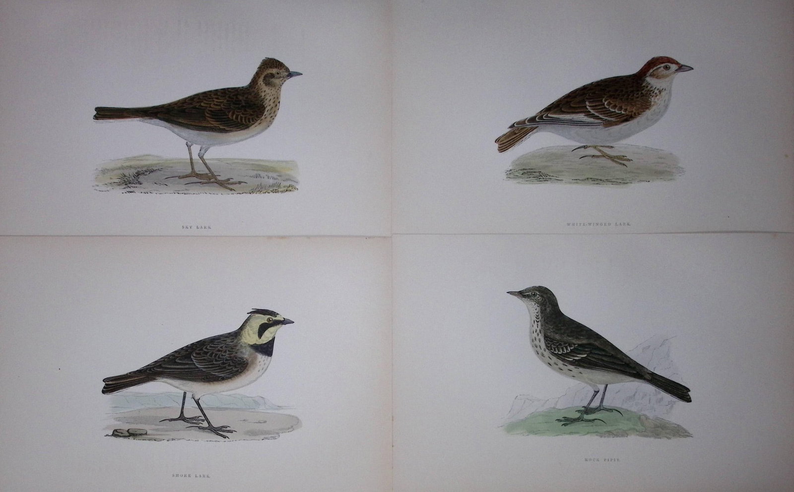 Job-Lot Rev Morris History of British Birds 130 Yrs-Old Antique Engravings-4: Title: Job-Lot Rev Morris History of British Birds 130 Yrs-Old Antique Engravings-4 Description: These 4 Chromolithographic Engraved Plates Has Been Removed from an Antique Edition of. Rev F O Morris
