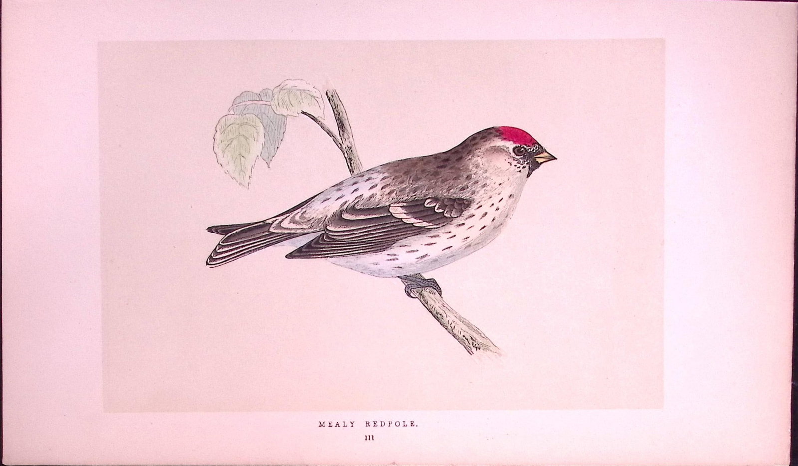 Mealey Redpole Rev Morris First Edition Antique Woodblock Engraving-165: Title: Mealey Redpole Rev Morris First Edition Antique Woodblock Engraving-165 Description: This Chromolithographic Woodblock Engraving Has Been Removed from a First Antique Edition of. Rev F O