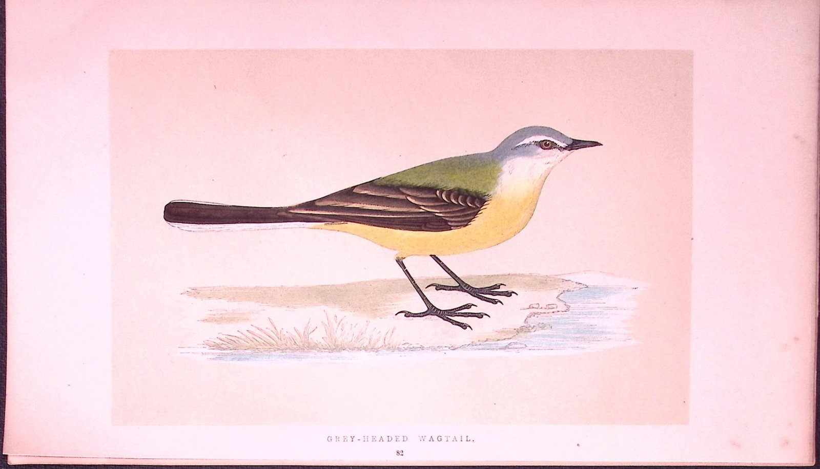 Grey Headed Wagtail Bird- Rev Morris First Edition Antique Woodblock Engraving-136 (1 of 1)