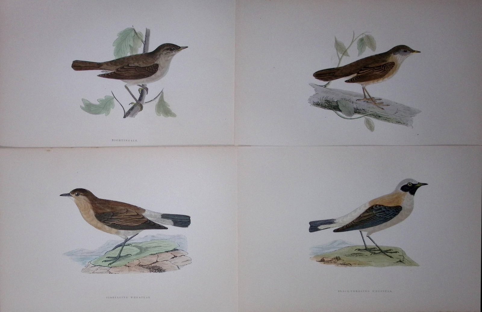 Job-Lot Rev Morris History of British Birds 130 Yrs-Old Antique Engravings-9: Title: Job-Lot Rev Morris History of British Birds 130 Yrs-Old Antique Engravings-9 Description: These 4 Chromolithographic Engraved Plates Has Been Removed from an Antique Edition of. Rev F O