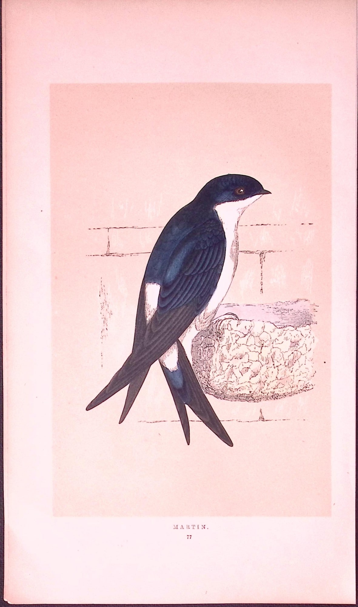Martin Bird- Rev Morris First Edition Antique Woodblock Engraving-131: Title: Martin Bird- Rev Morris First Edition Antique Woodblock Engraving-131 Description: This Chromolithographic Woodblock Engraving Has Been Removed from a First Antique Edition of. Rev F O Morris