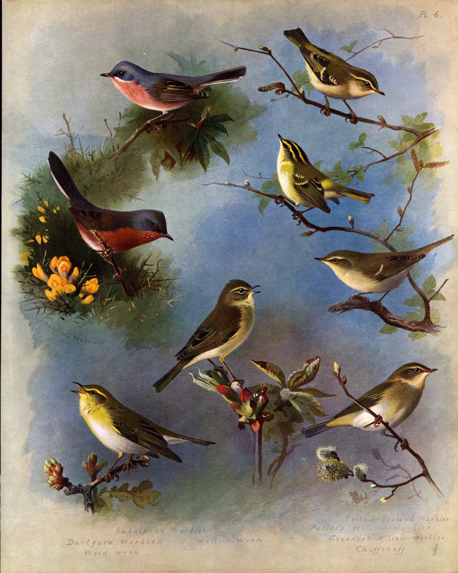 Thorburn Antique Scarce Large Bird Lithograph Wren, Warbler, Chaff-6.: Title: Thorburn Antique Scarce Large Bird Lithograph Wren, Warbler, Chaff-6. Description: This Antique Edition Illustration Was Removed from an Edition of. Archibald Thorburn, British Bird