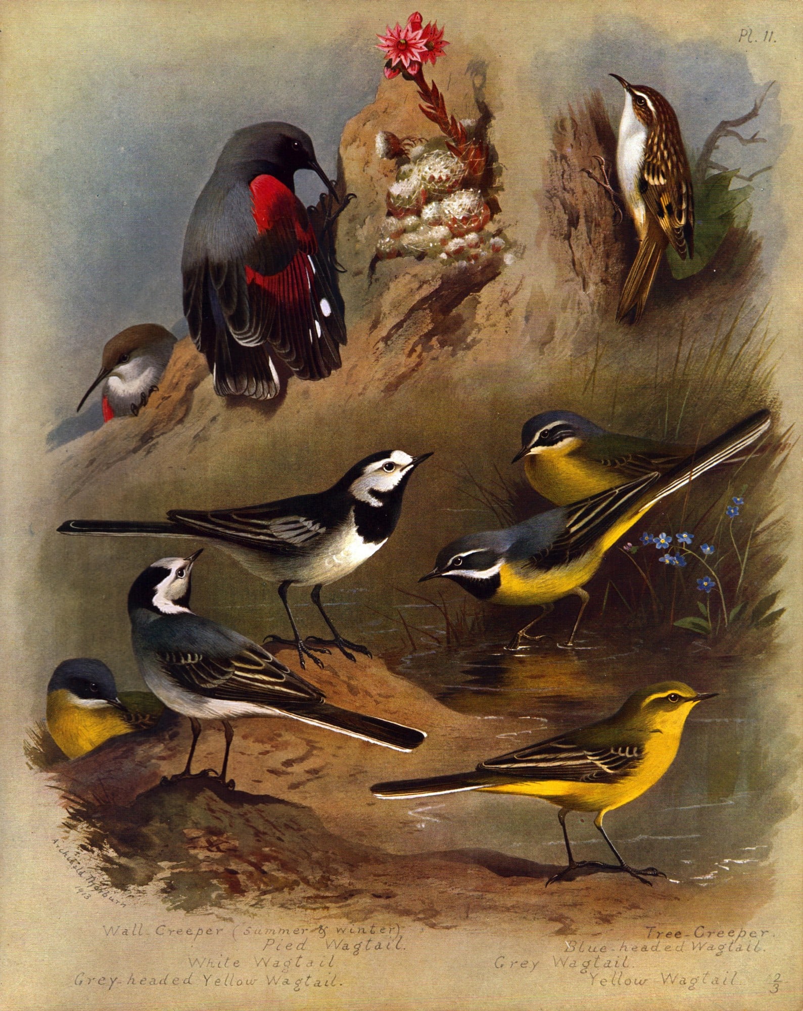Archibald Thorburn Antique Scarce Bird Lithograph Wagtail-Family 11.: Title: Archibald Thorburn Antique Scarce Bird Lithograph Wagtail-Family 11. Description: This Antique Edition Illustration Was Removed from an Edition of. Archibald Thorburn, British Birds