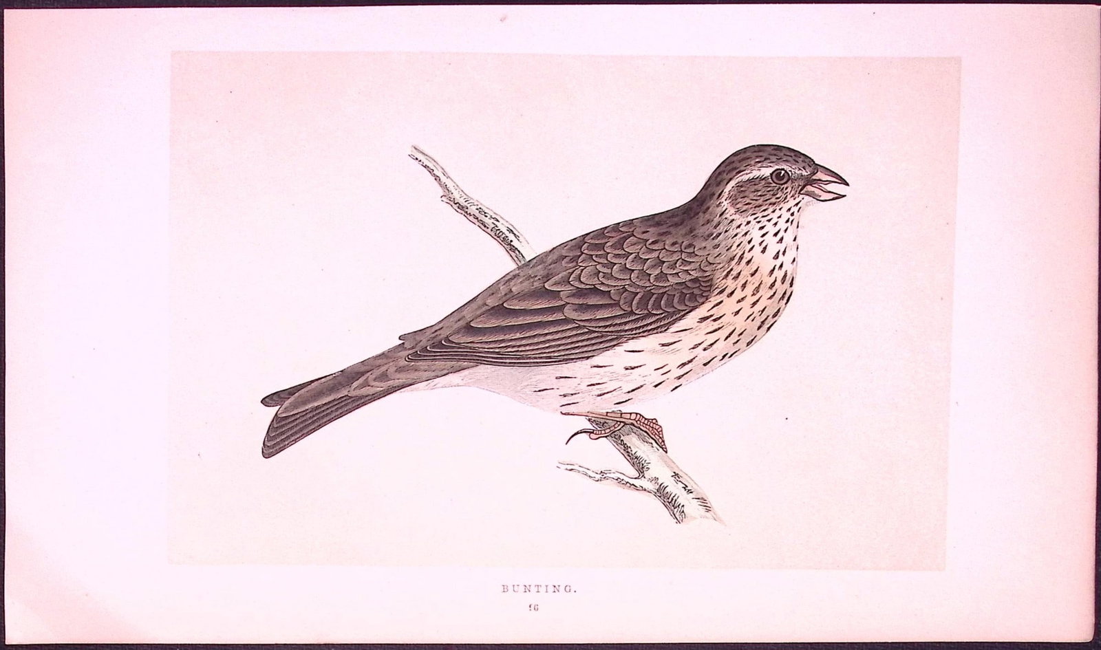 Bunting Rev Morris First Edition Antique Woodblock Engraving-150: Title: Bunting Rev Morris First Edition Antique Woodblock Engraving-150 Description: This Chromolithographic Woodblock Engraving Has Been Removed from a First Antique Edition of. Rev F O M