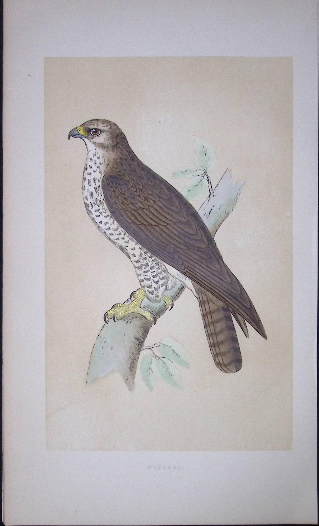 Buzzard Bird- Rev Morris First Edition Antique Woodblock Engraving-7: Title: Buzzard Bird- Rev Morris First Edition Antique Woodblock Engraving-7 Description: This Chromolithographic Woodblock Engraving Has Been Removed from a First Antique Edition of. Rev F O Mo