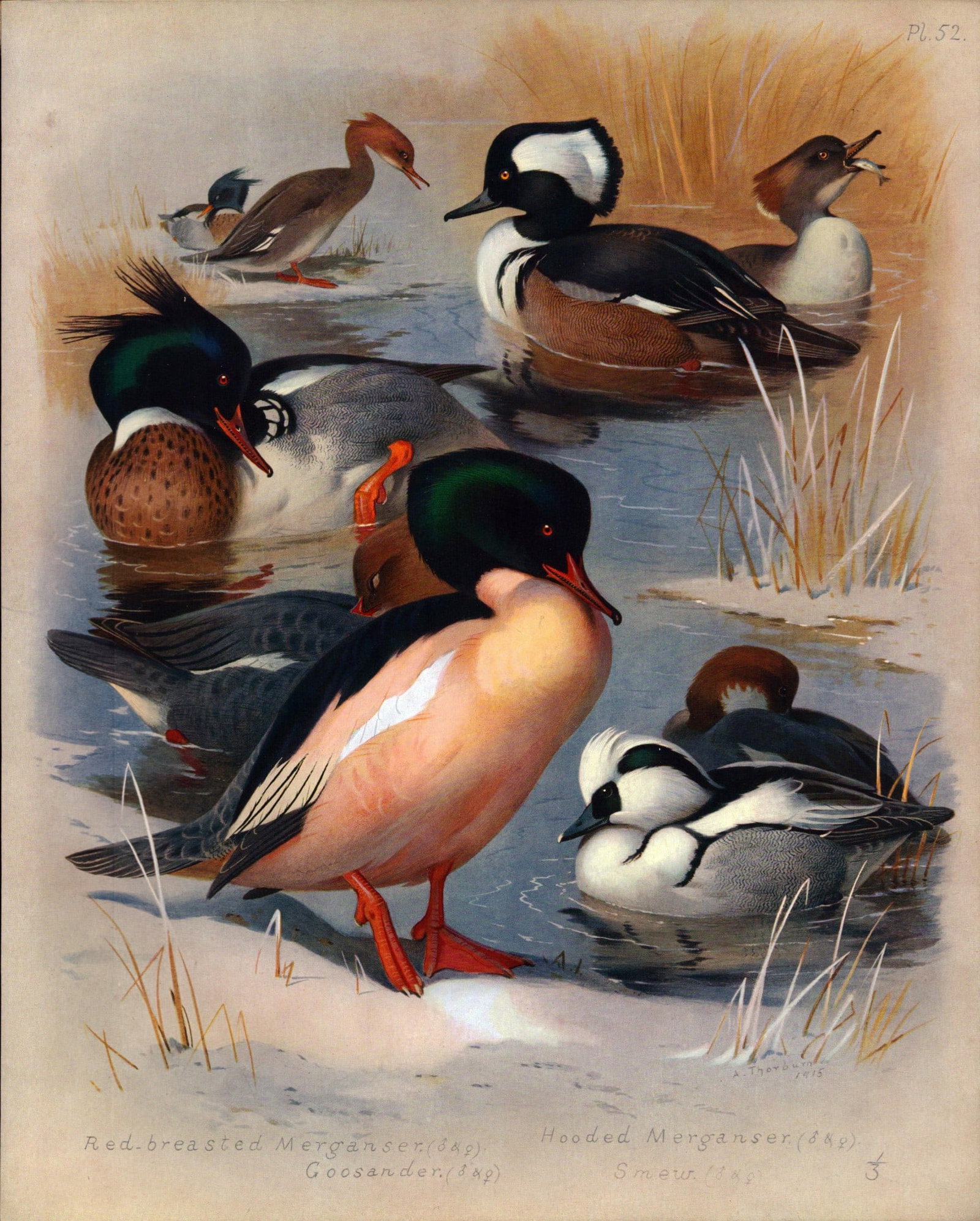Archibald Thorburn Antique Scarce Large Bird Print The Duck Family -52.: Title: Archibald Thorburn Antique Scarce Large Bird Print The Duck Family -52. Description: This Antique Edition Illustration Was Removed from an Edition of. Archibald Thorburn, British Birds