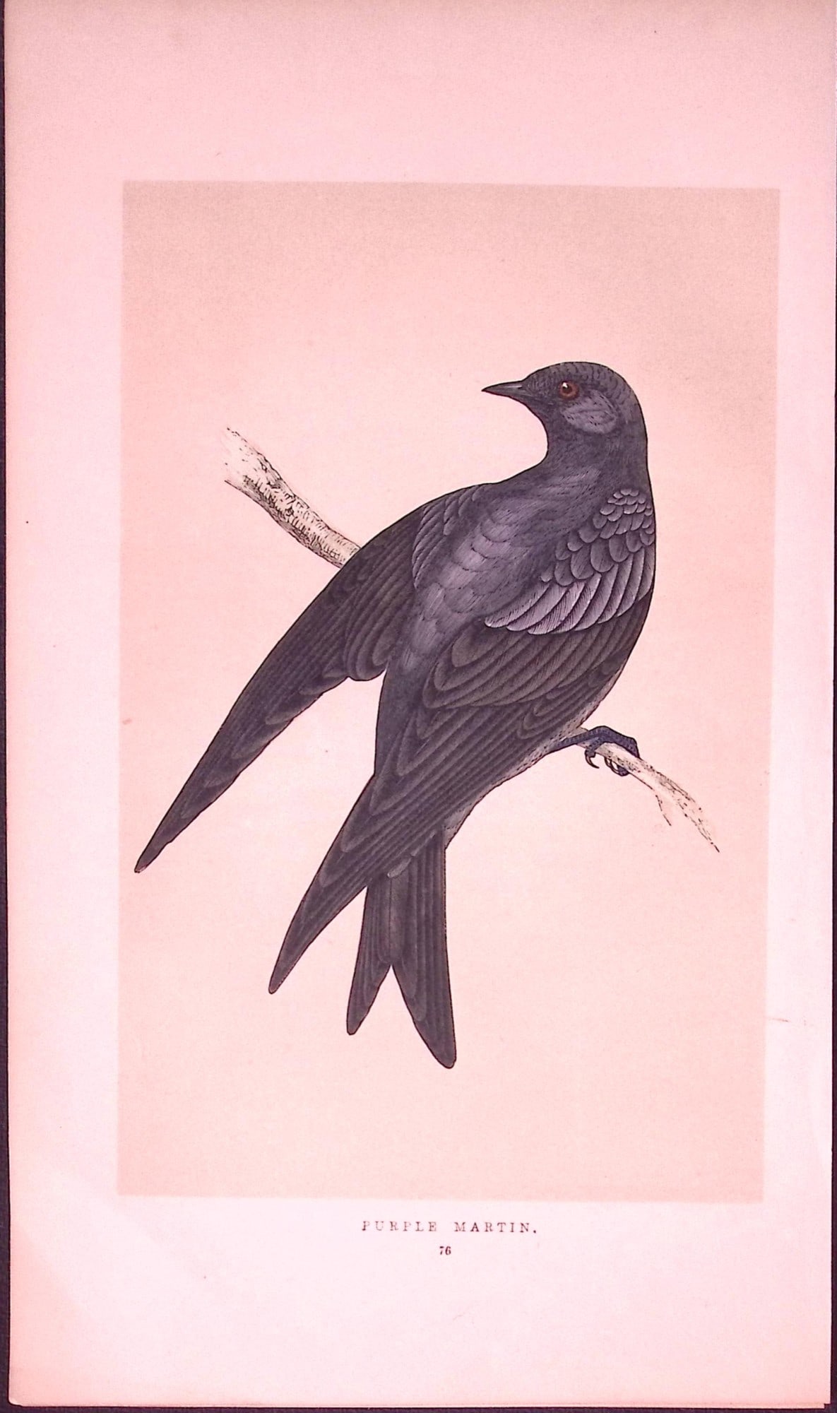 Purple Martin Bird- Rev Morris First Edition Antique Woodblock Engraving-130: Title: Purple Martin Bird- Rev Morris First Edition Antique Woodblock Engraving-130 Description: This Chromolithographic Woodblock Engraving Has Been Removed from a First Antique Edition of. Re