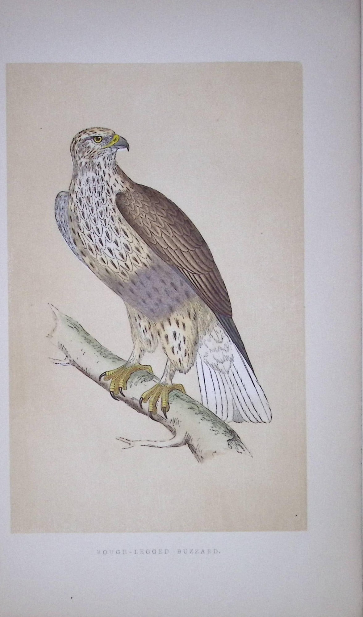 Rough-Legged Buzzard Bird- Rev Morris First Edition Antique Woodblock Engraving-8: Title: Rough-Legged Buzzard Bird- Rev Morris First Edition Antique Woodblock Engraving-8 Description: This Chromolithographic Woodblock Engraving Has Been Removed from a First Antique Edition of. Rev