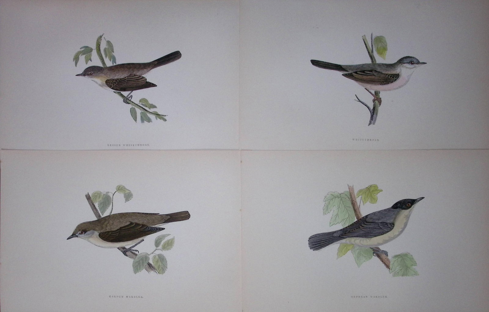 Job-Lot Rev Morris History of British Birds 130 Yrs-Old Antique Engravings-8: Title: Job-Lot Rev Morris History of British Birds 130 Yrs-Old Antique Engravings-8 Description: These 4 Chromolithographic Engraved Plates Has Been Removed from an Antique Edition of. Rev F O