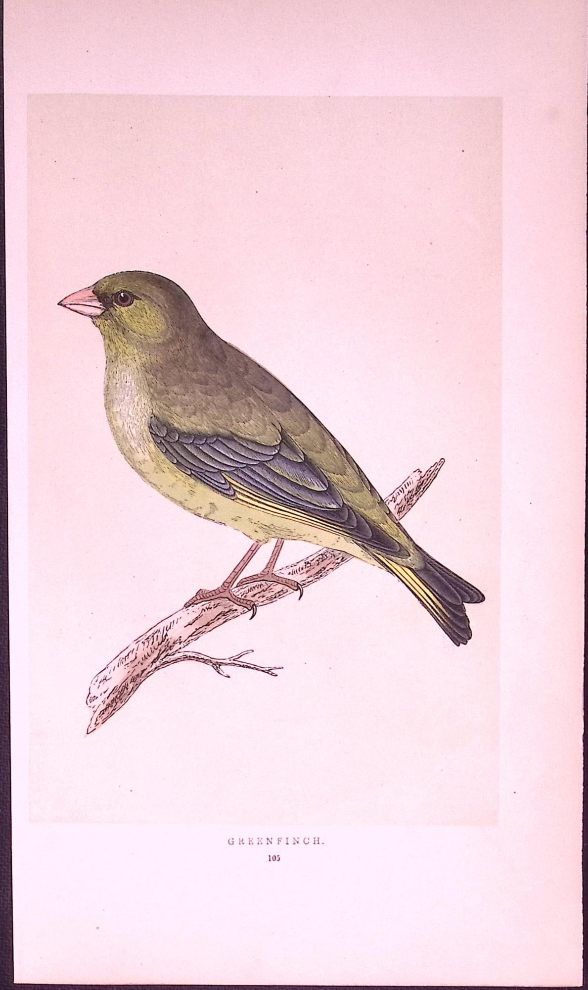 Greenfinch Rev Morris First Edition Antique Woodblock Engraving-159: Title: Greenfinch Rev Morris First Edition Antique Woodblock Engraving-159 Description: This Chromolithographic Woodblock Engraving Has Been Removed from a First Antique Edition of. Rev F O Morris A