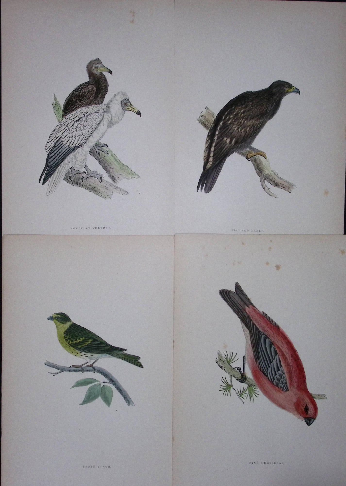 Job-Lot Rev Morris History of British Birds 130 Yrs-Old Antique Engravings-12: Title: Job-Lot Rev Morris History of British Birds 130 Yrs-Old Antique Engravings-12 Description: These 4 Chromolithographic Engraved Plates Has Been Removed from an Antique Edition of. Rev F O