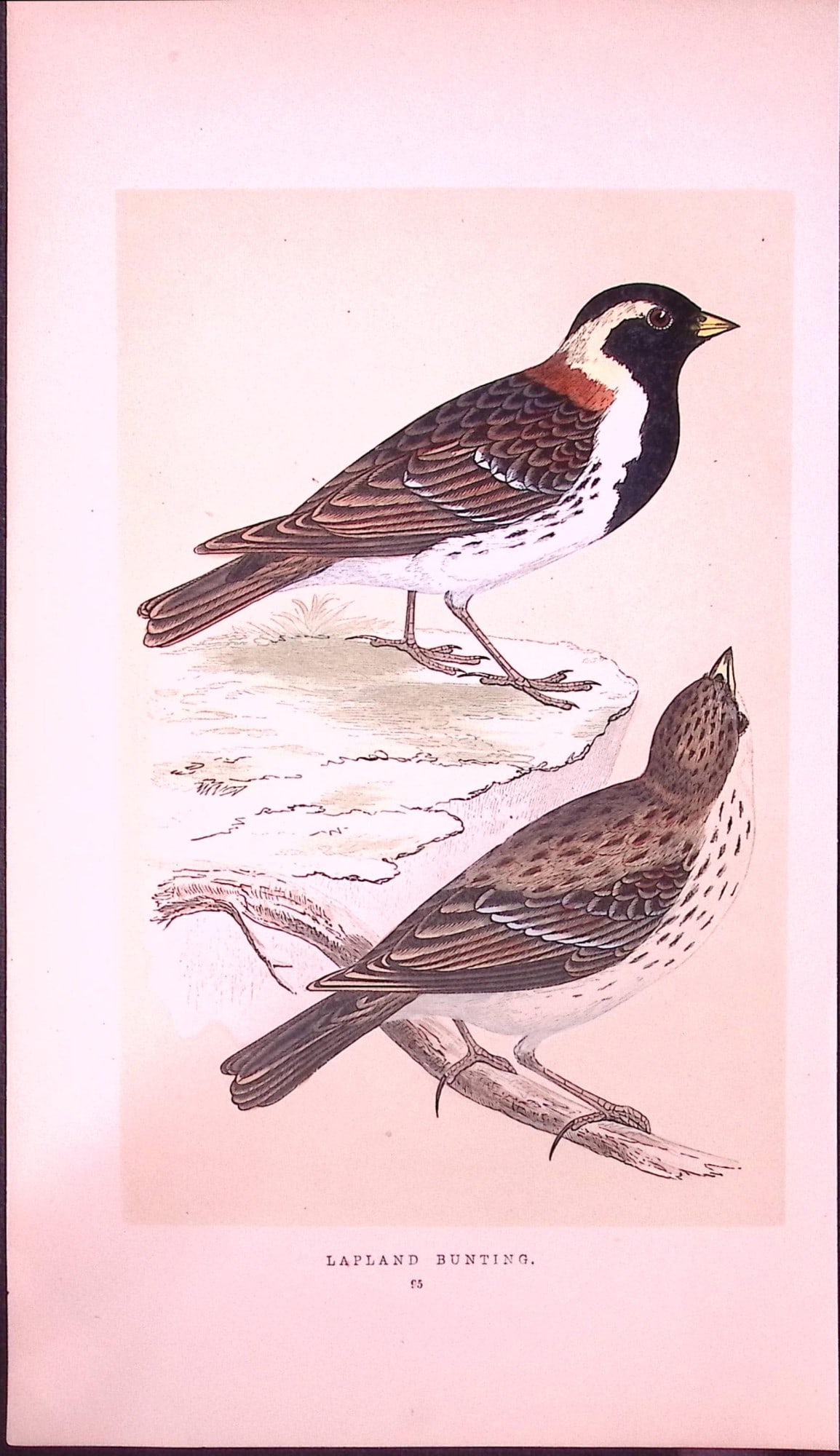 Lapland Bunting Rev Morris First Edition Antique Woodblock Engraving-149: Title: Lapland Bunting Rev Morris First Edition Antique Woodblock Engraving-149 Description: This Chromolithographic Woodblock Engraving Has Been Removed from a First Antique Edition of. R