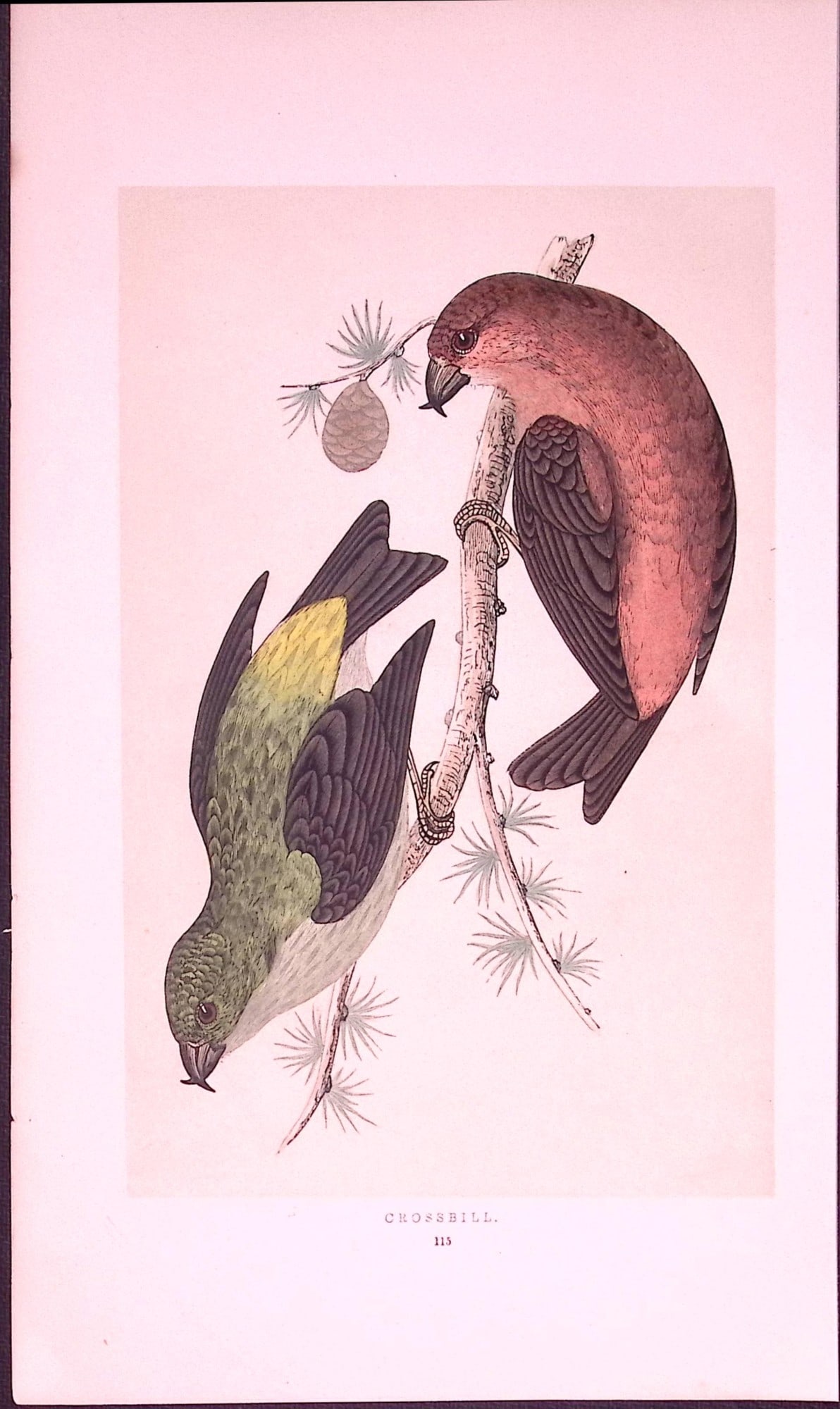 Crossbill Rev Morris First Edition Antique Woodblock Engraving-168: Title: Crossbill Rev Morris First Edition Antique Woodblock Engraving-168 Description: This Chromolithographic Woodblock Engraving Has Been Removed from a First Antique Edition of. Rev F O Morr