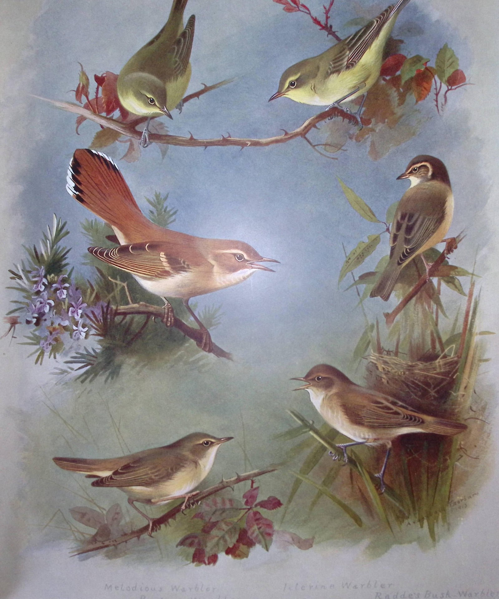 Archibald Thorburn Birds Antique Scarce Lithograph The Warbler Family-7: Title: Archibald Thorburn Birds Antique Scarce Lithograph The Warbler Family-7 Description: Archibald Thorburn, British Birds Longmans, Green and Co. London, 1916 Measures Approx 12.5̶