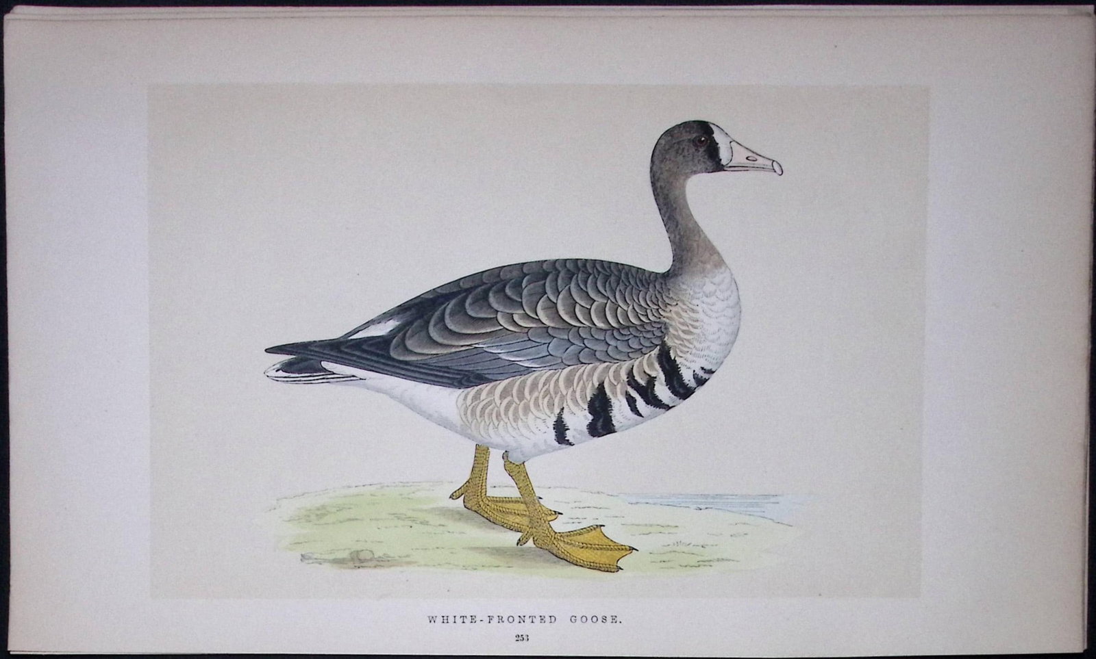 White-Fronted Goose Bird- Rev Morris First Edition Antique Woodblock Engraving-72: Title: White-Fronted Goose Bird- Rev Morris First Edition Antique Woodblock Engraving-72 Description: This Chromolithographic Woodblock Engraving Has Been Removed from a First Antique Edition of. Rev