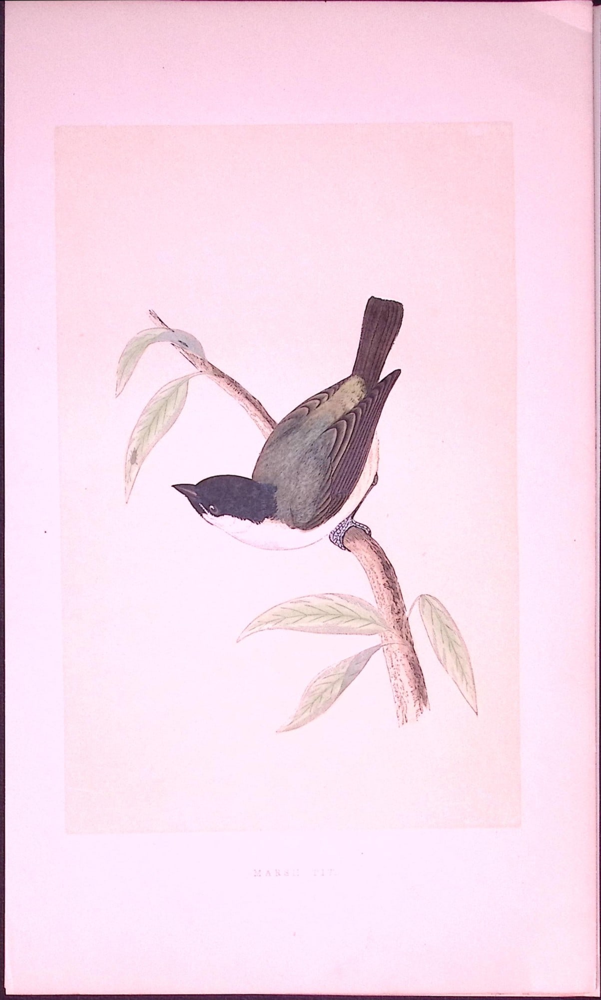 Marsh-Tit Bird- Rev Morris First Edition Antique Woodblock Engraving-40: Title: Marsh-Tit Bird- Rev Morris First Edition Antique Woodblock Engraving-40 Description: This Chromolithographic Woodblock Engraving Has Been Removed from a First Antique Edition of. Rev F O