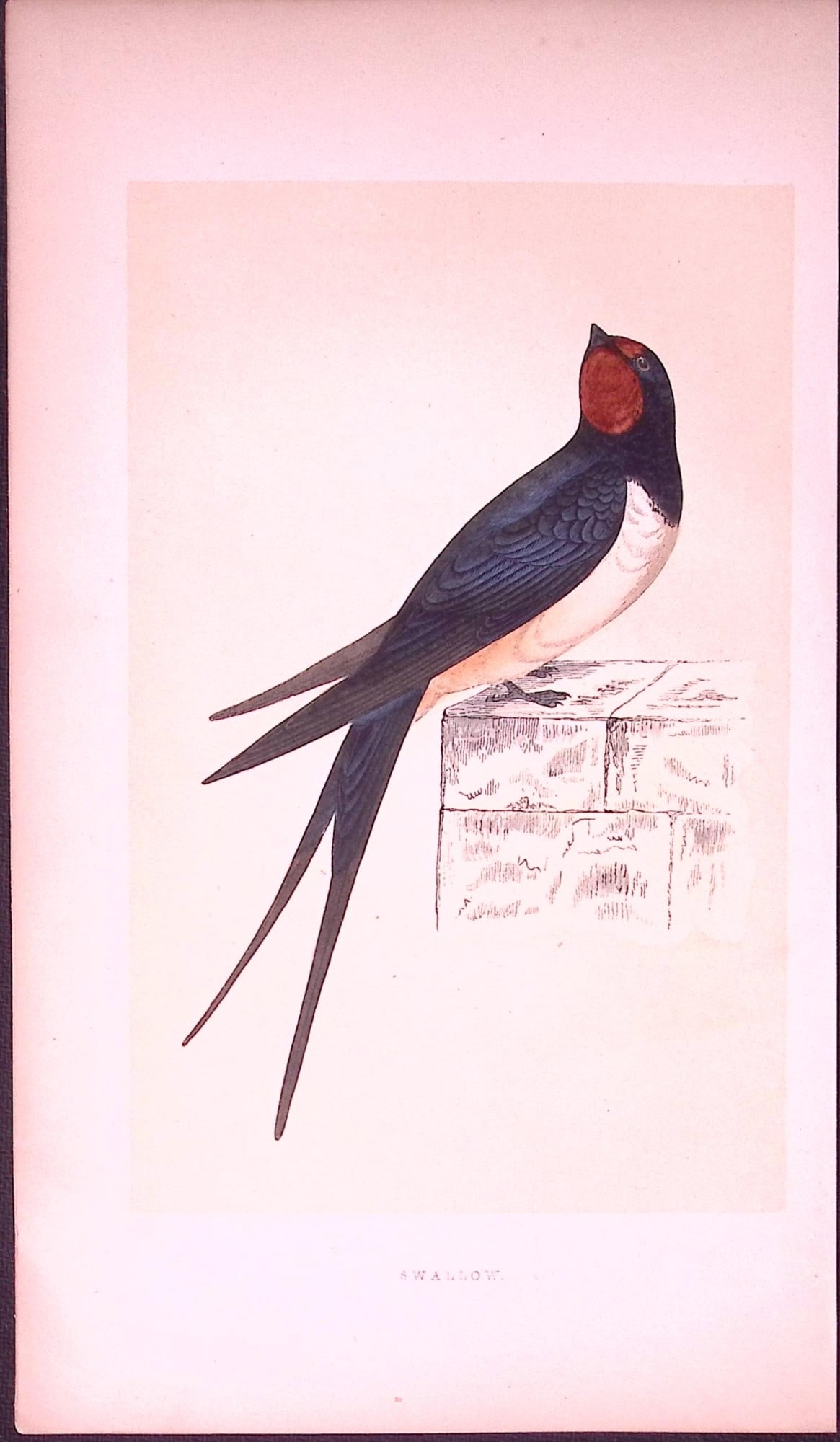 Swallow Bird- Rev Morris First Edition Antique Woodblock Engraving-129: Title: Swallow Bird- Rev Morris First Edition Antique Woodblock Engraving-129 Description: This Chromolithographic Woodblock Engraving Has Been Removed from a First Antique Edition of. Rev F O