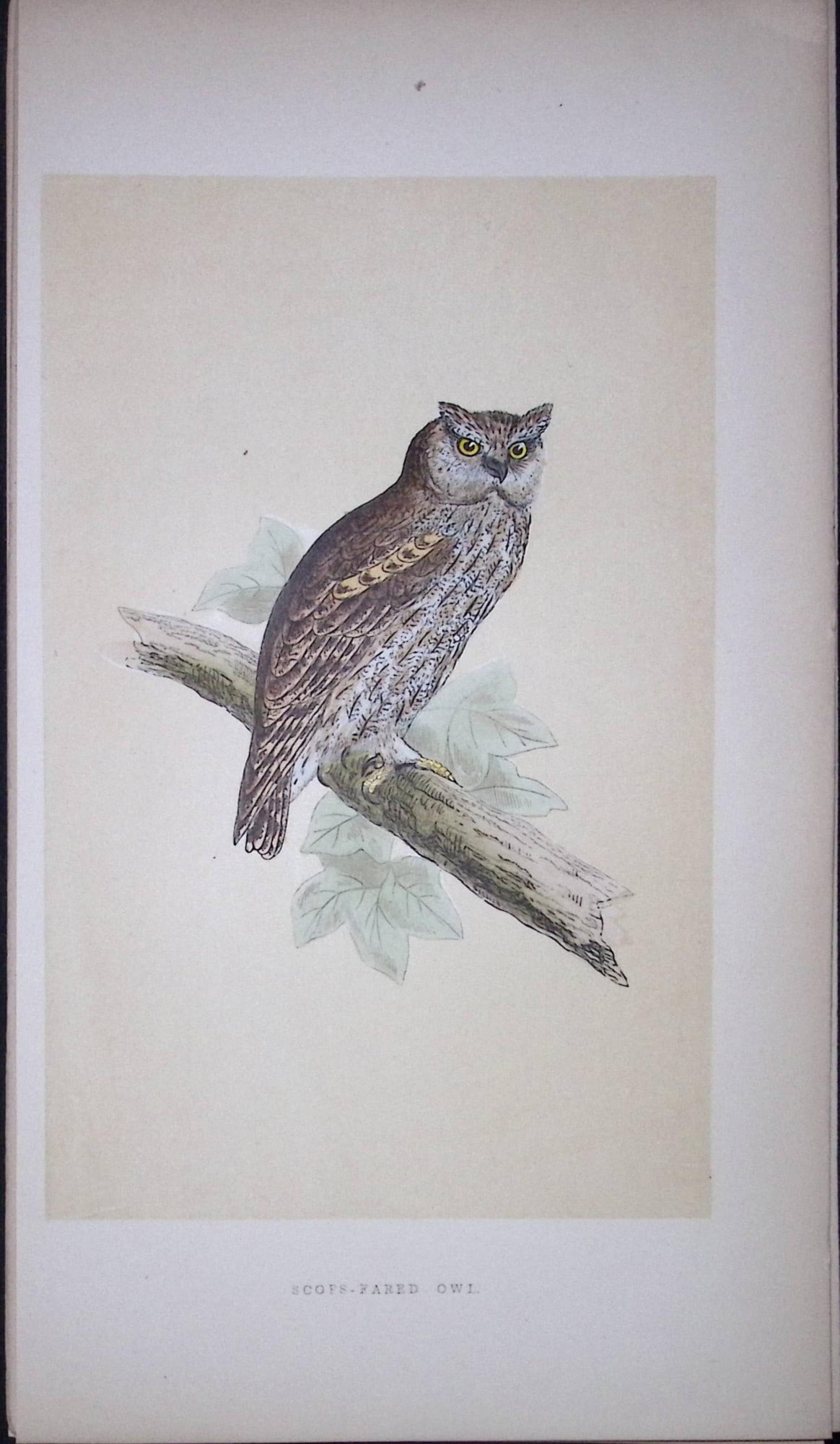 Scops-Fared Owl Bird- Rev Morris First Edition Antique Woodblock Engraving-26: Title: Scops-Fared Owl Bird- Rev Morris First Edition Antique Woodblock Engraving-26 Description: This Chromolithographic Woodblock Engraving Has Been Removed from a First Antique Edition of. Rev F O