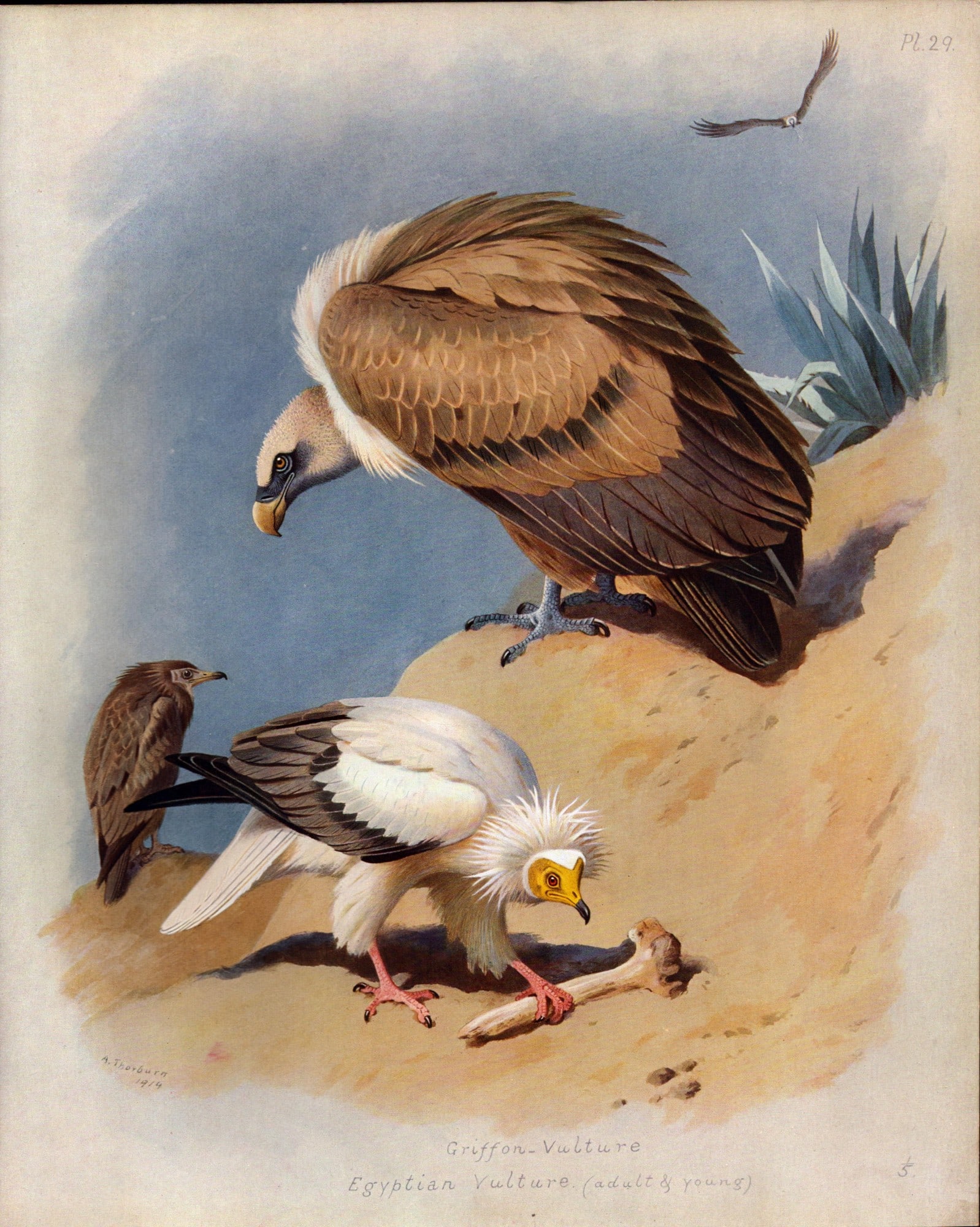 Thorburn Antique Scarce Large Coloured Lithograph Vultures Adult & Young -29.: Title: Thorburn Antique Scarce Large Coloured Lithograph Vultures Adult & Young -29. Description: This Antique 2nd Edition Illustration Was Removed from an Edition of. Archibald Thorburn, B